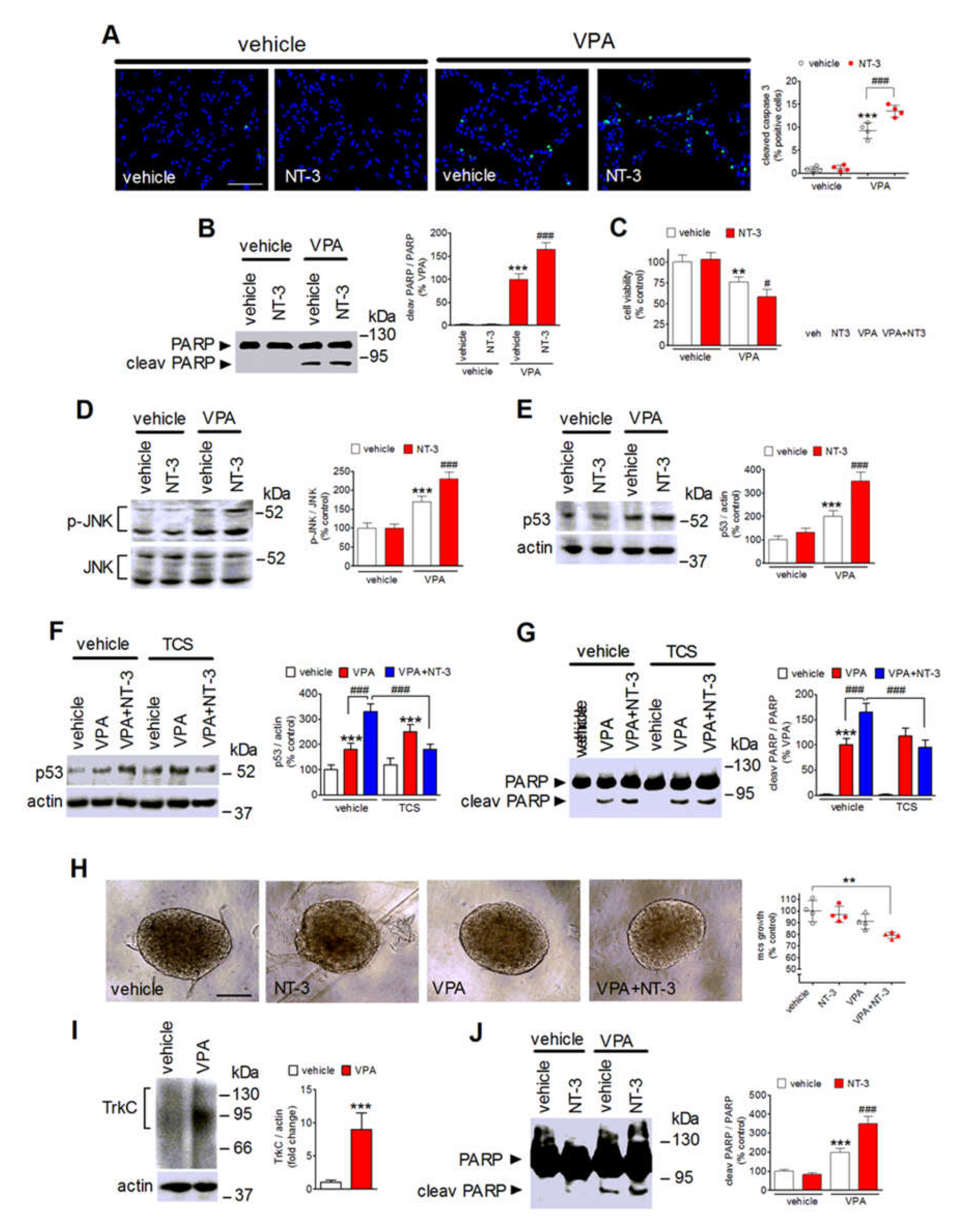 Ijms 22 07790 g007 Ijms 22 07790 g007