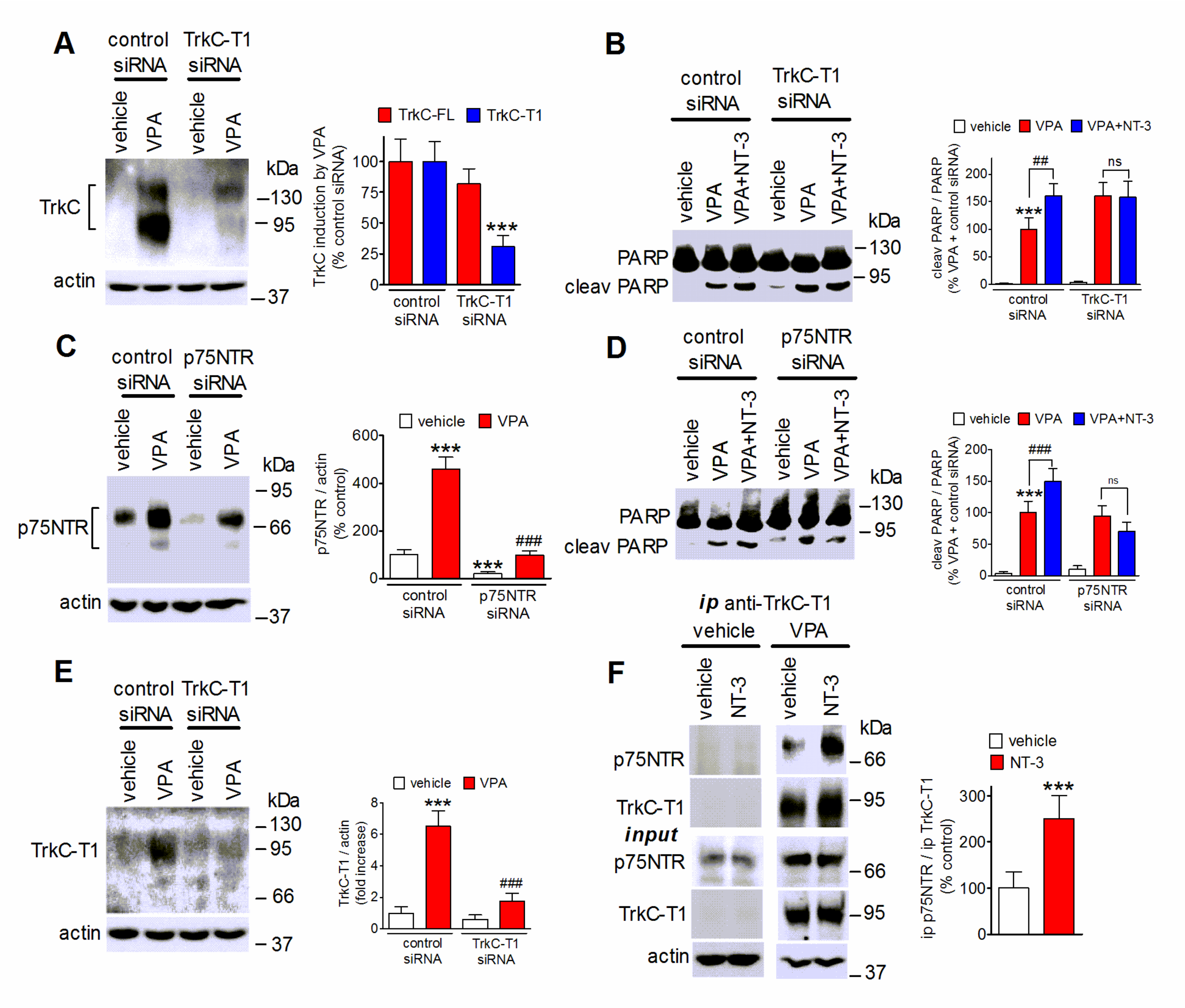 Ijms 22 07790 g008 Ijms 22 07790 g008