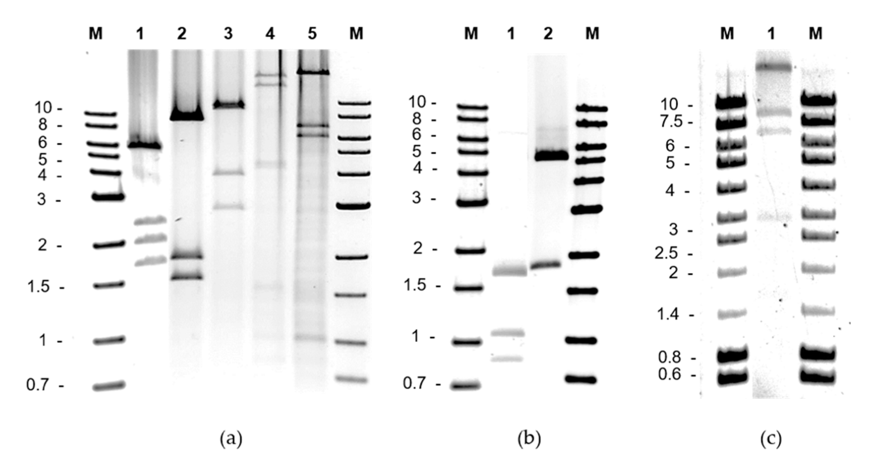 Ijms 22 07801 g001 Ijms 22 07801 g001