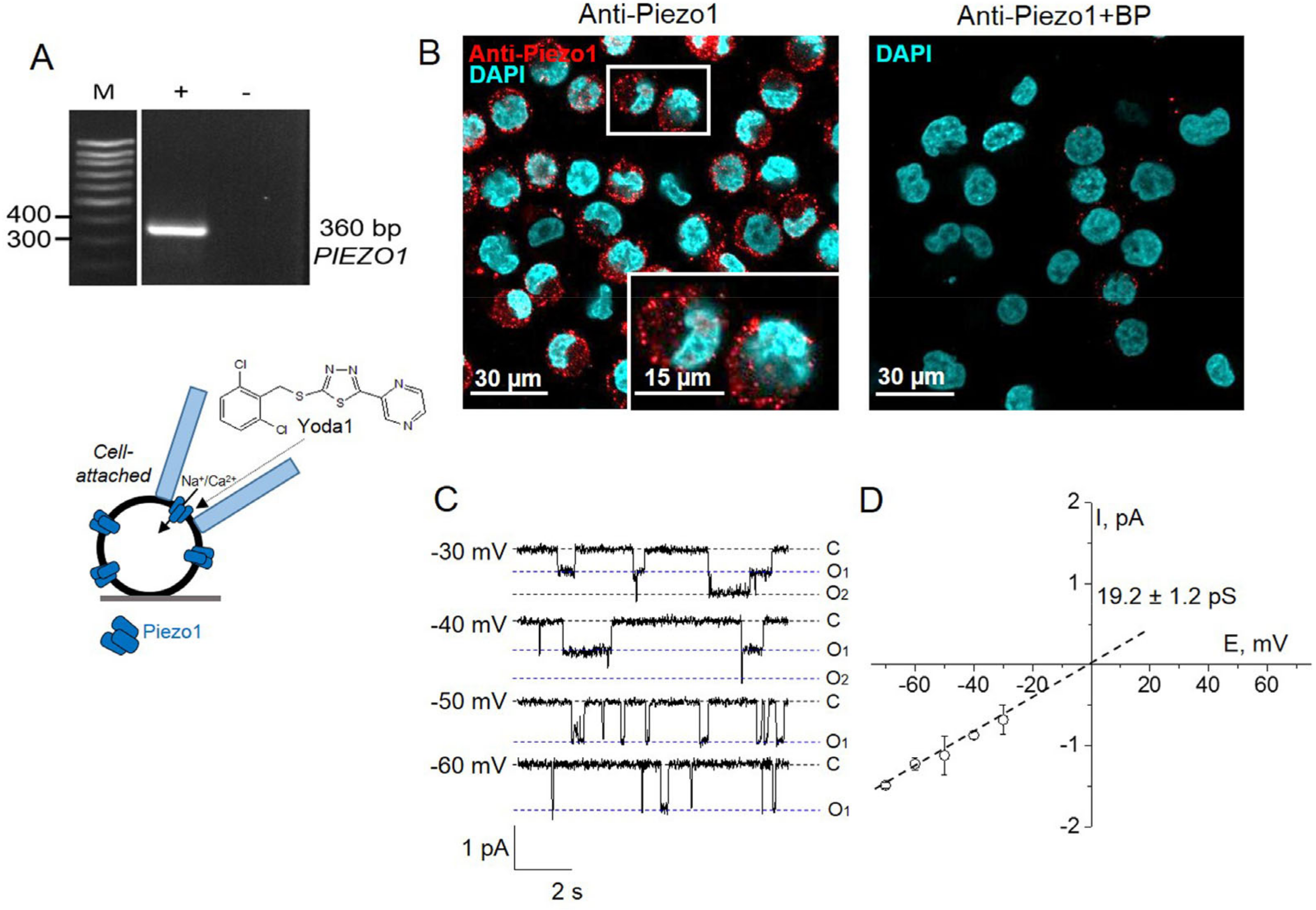 Ijms 22 07839 g001 Ijms 22 07839 g001