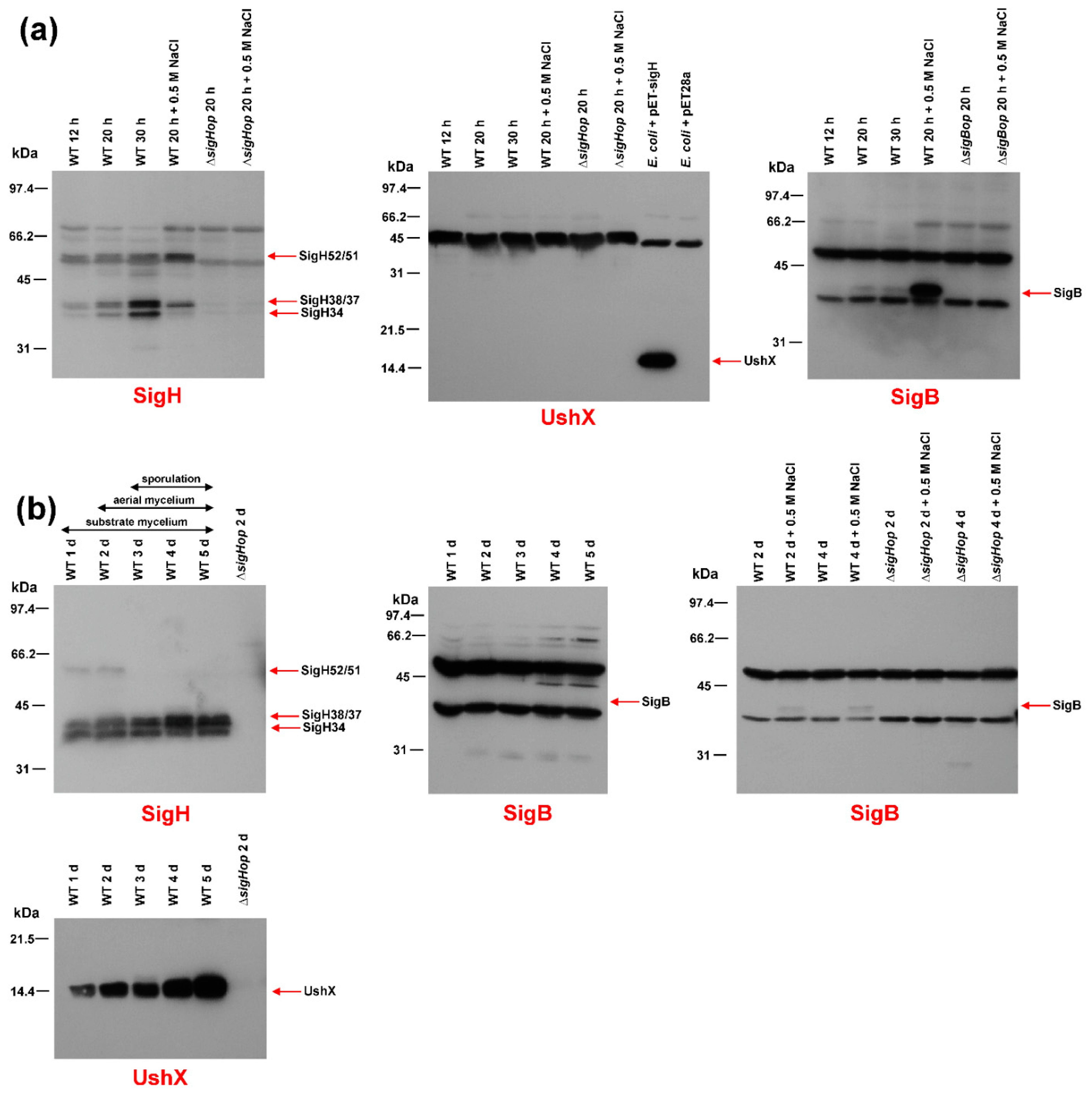 IJMS | Free Full-Text | Cross-Recognition of Promoters by the Nine SigB  Homologues Present in Streptomyces coelicolor A3(2)