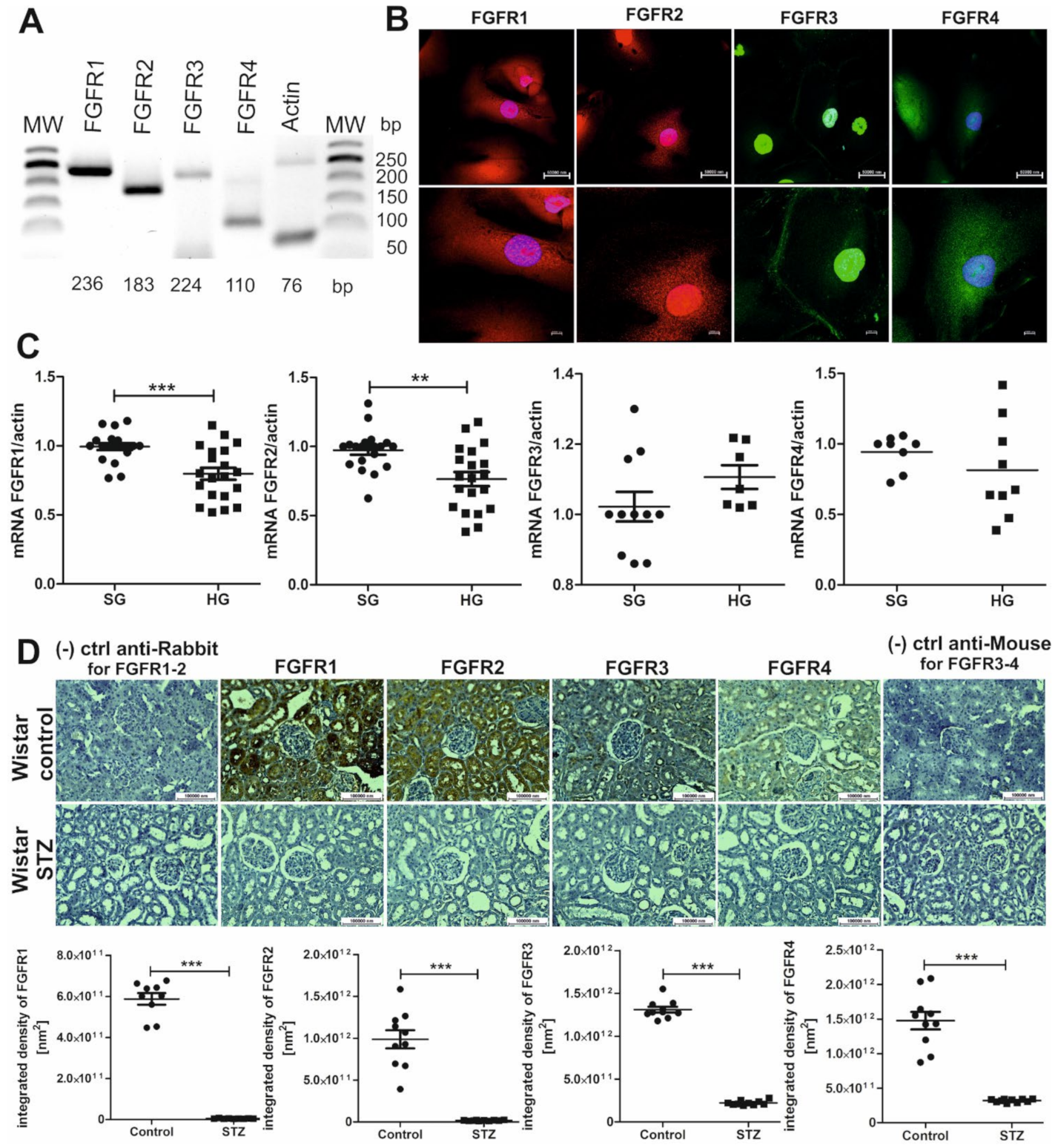 Ijms 22 07867 g003 Ijms 22 07867 g003