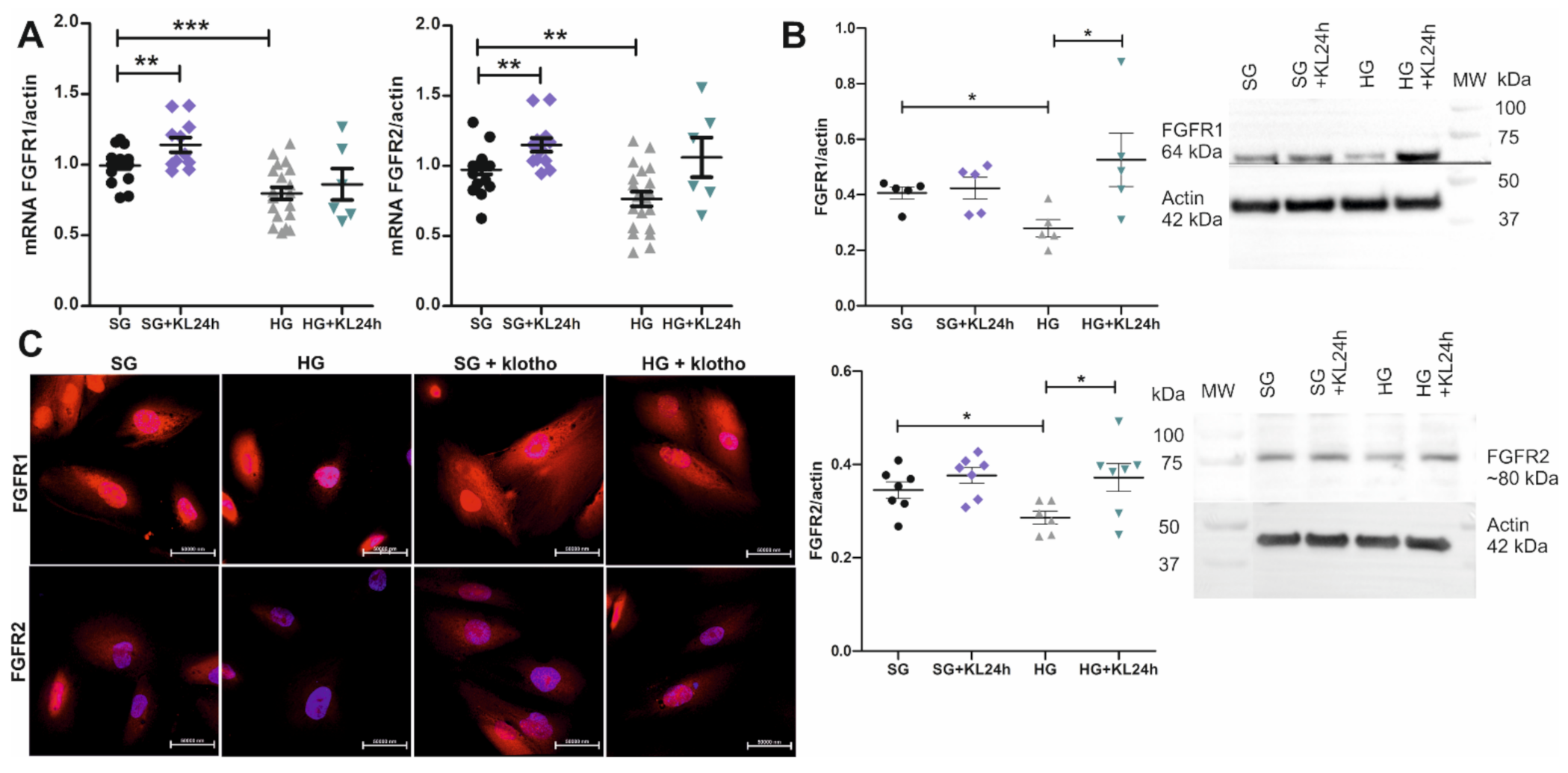 Ijms 22 07867 g004 Ijms 22 07867 g004