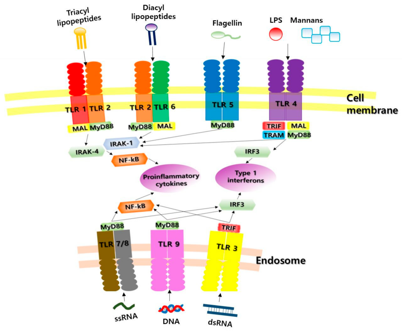 Ijms 22 07868 g001 Ijms 22 07868 g001