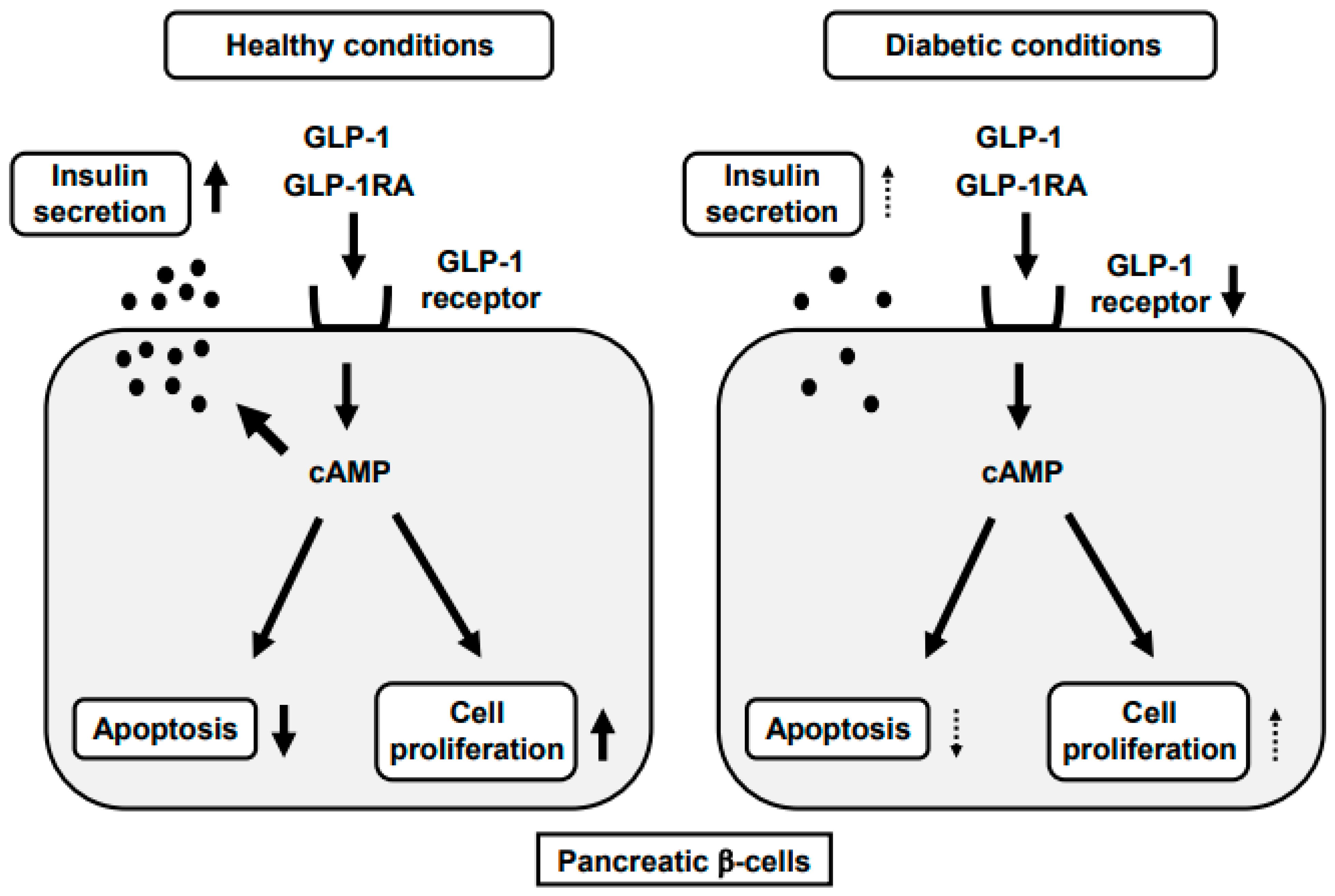 IJMS | Free Full-Text | Favorable Effects Of GLP-1 Receptor Agonist ...