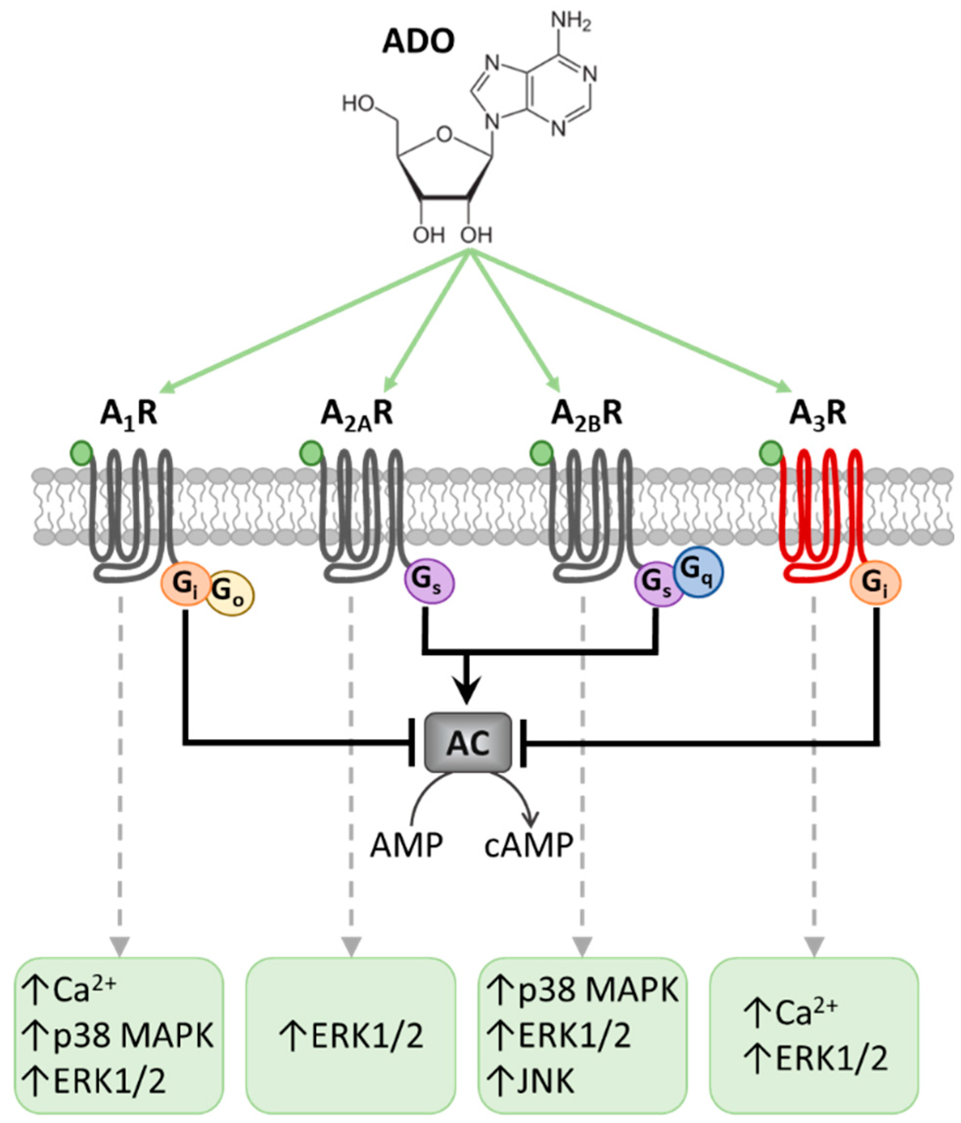 IJMS | Free Full-Text | Uncovering the Mechanisms of Adenosine  Receptor-Mediated Pain Control: Focus on the A3 Receptor Subtype | HTML
