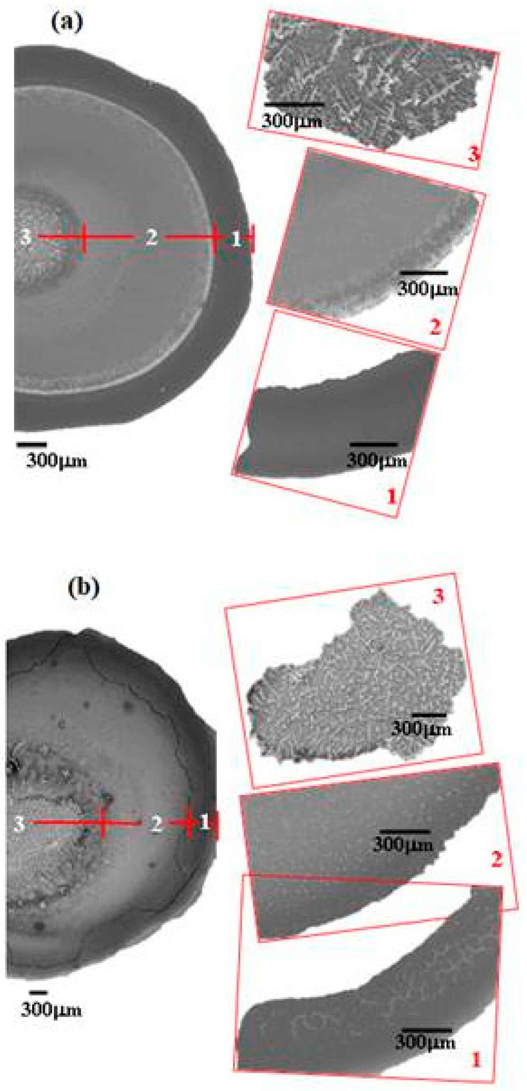 Ijms 22 07953 g003 Ijms 22 07953 g003