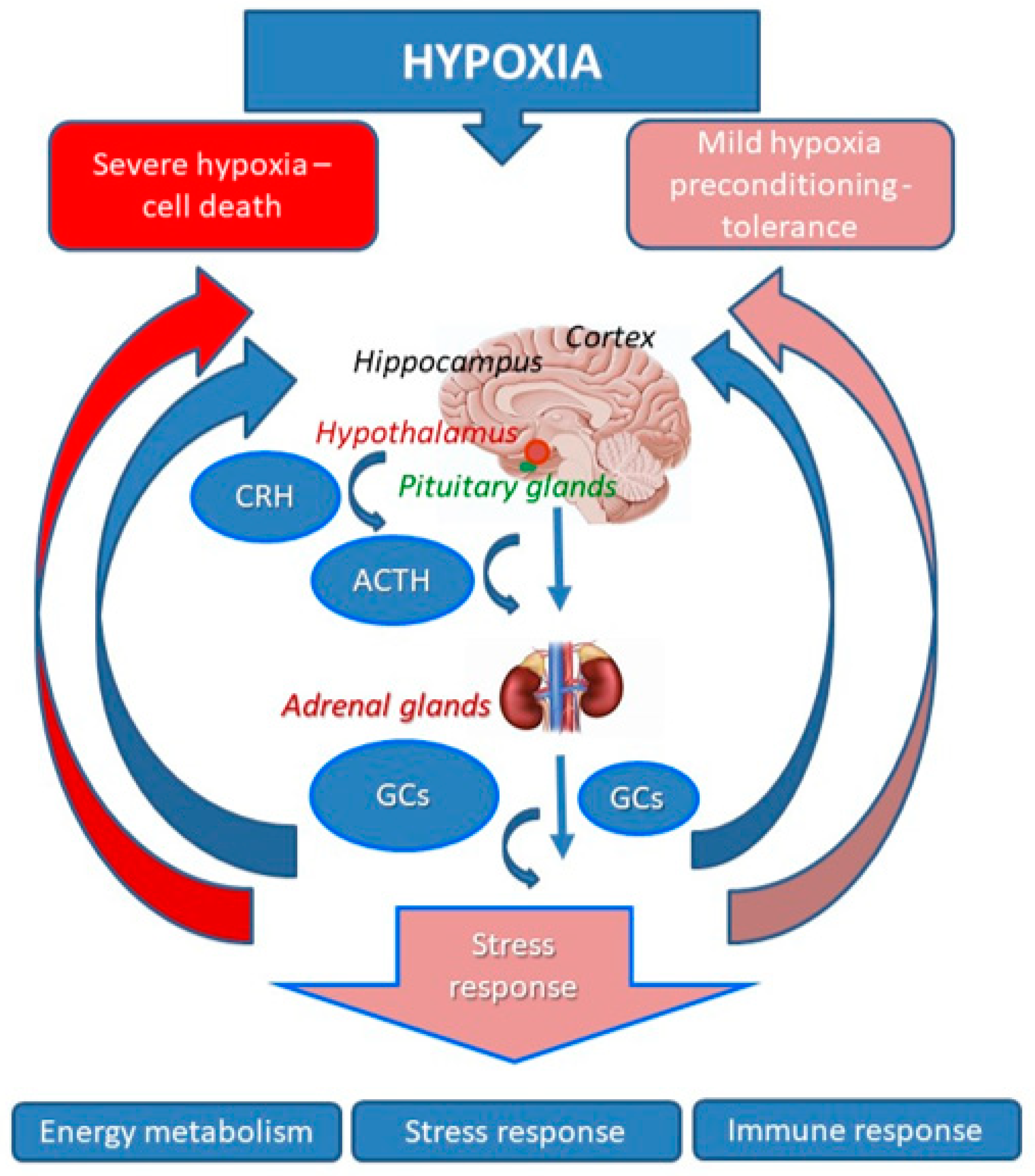 Ijms 22 07982 g001 Ijms 22 07982 g001