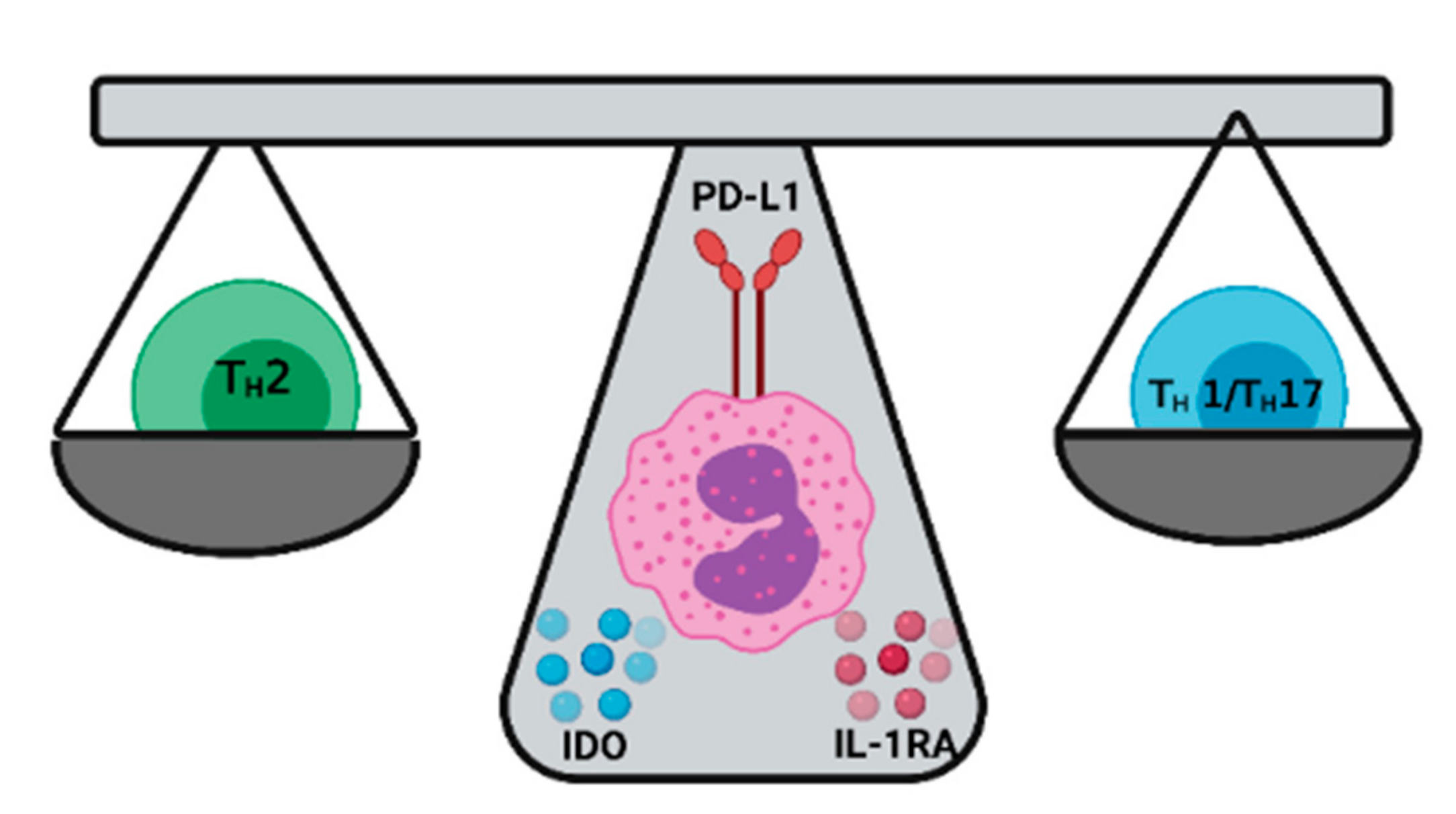 Ijms 22 08004 g003 Ijms 22 08004 g003