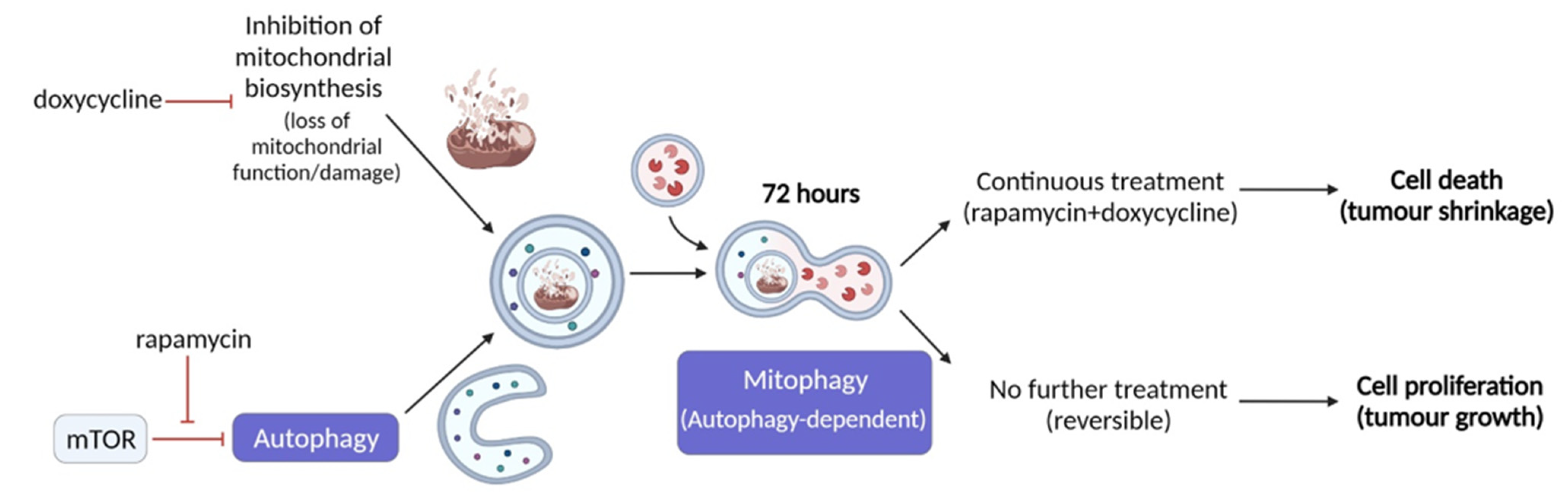 IJMS | Free Full-Text | Rapamycin Plus Doxycycline Combination Affects ...