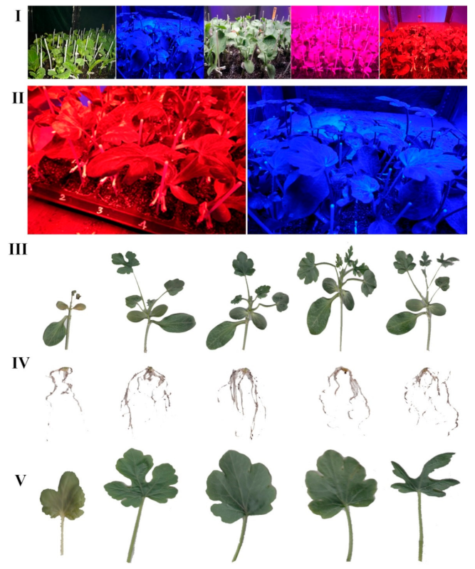 IJMS | Free Full-Text | Blue Light Improves Photosynthetic Performance  during Healing and Acclimatization of Grafted Watermelon Seedlings