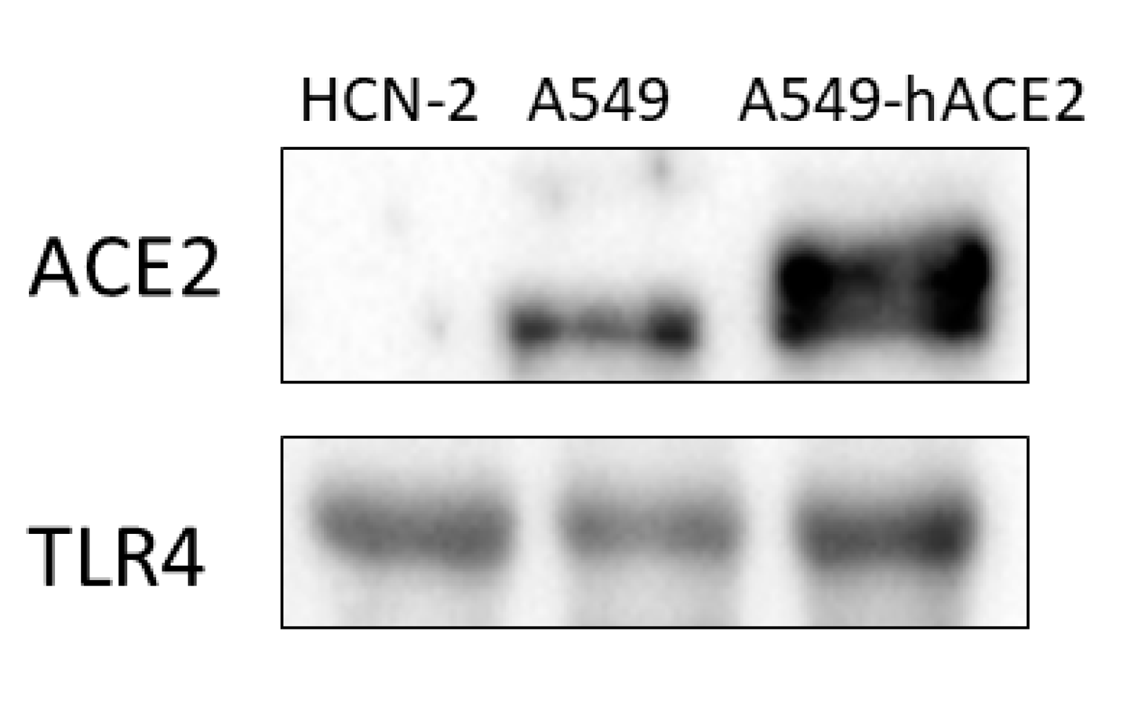 Ijms 22 08059 g003