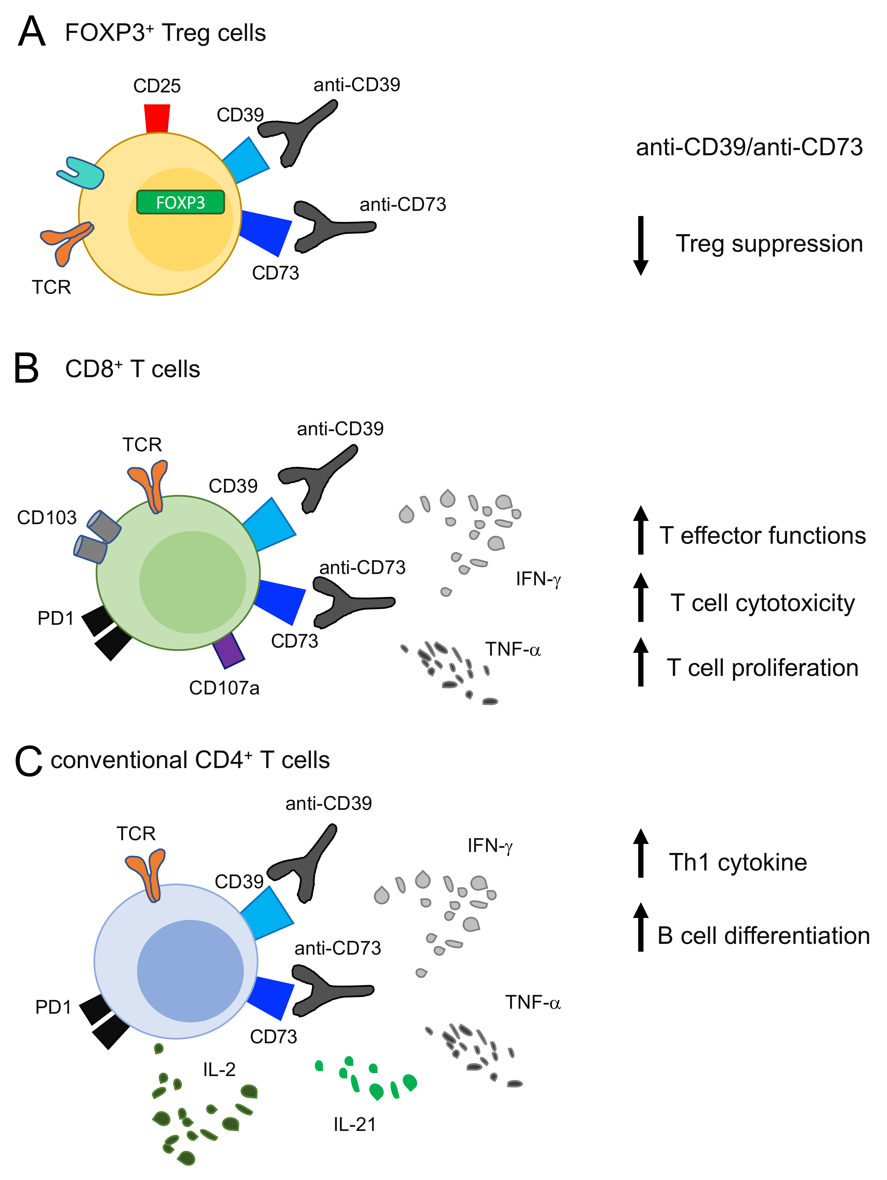 Ijms Free Full Text Cd Regulation And Functions In T Cells
