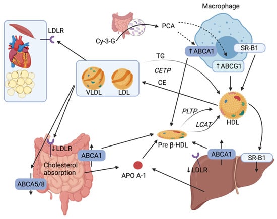 IJMS | Free Full-Text | The Role of Gut Microbiota on Cholesterol ...