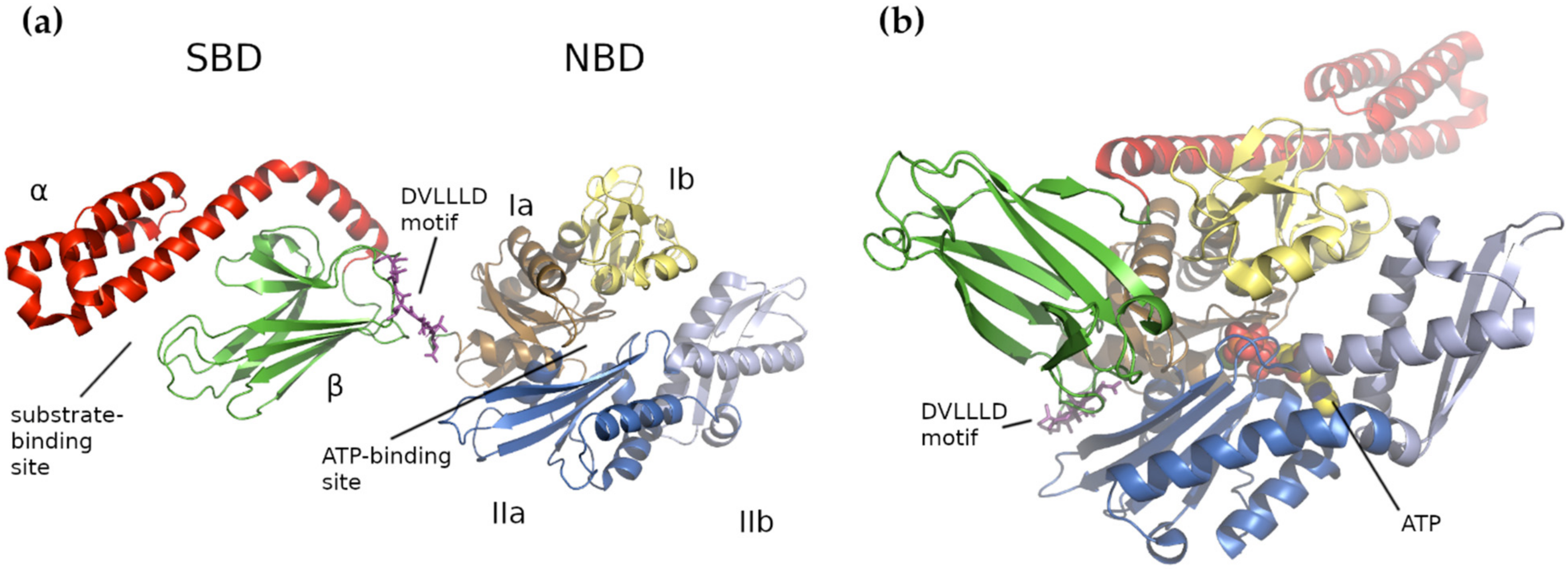 Ijms 22 08077 g001 Ijms 22 08077 g001