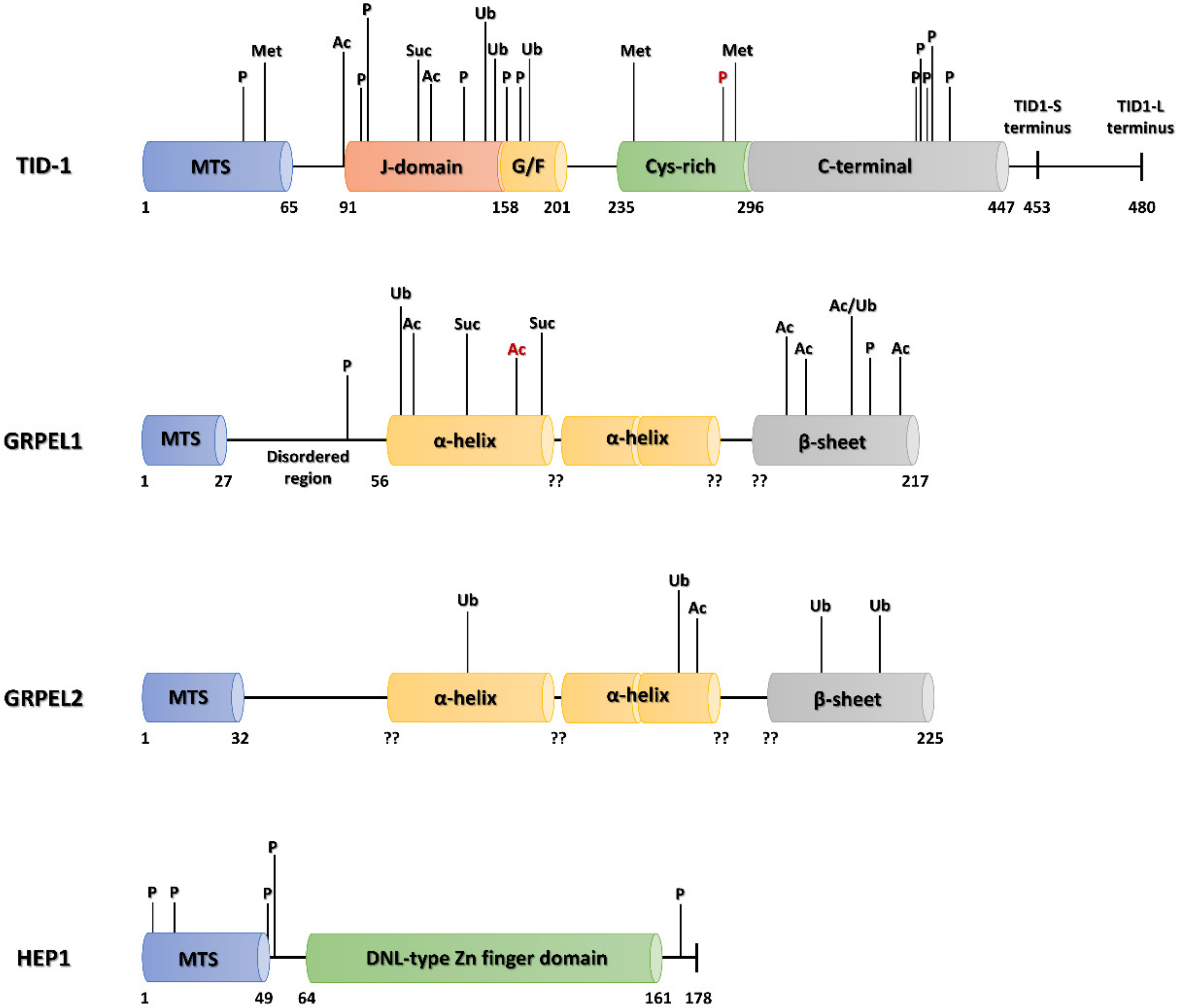 Ijms 22 08077 g004 Ijms 22 08077 g004