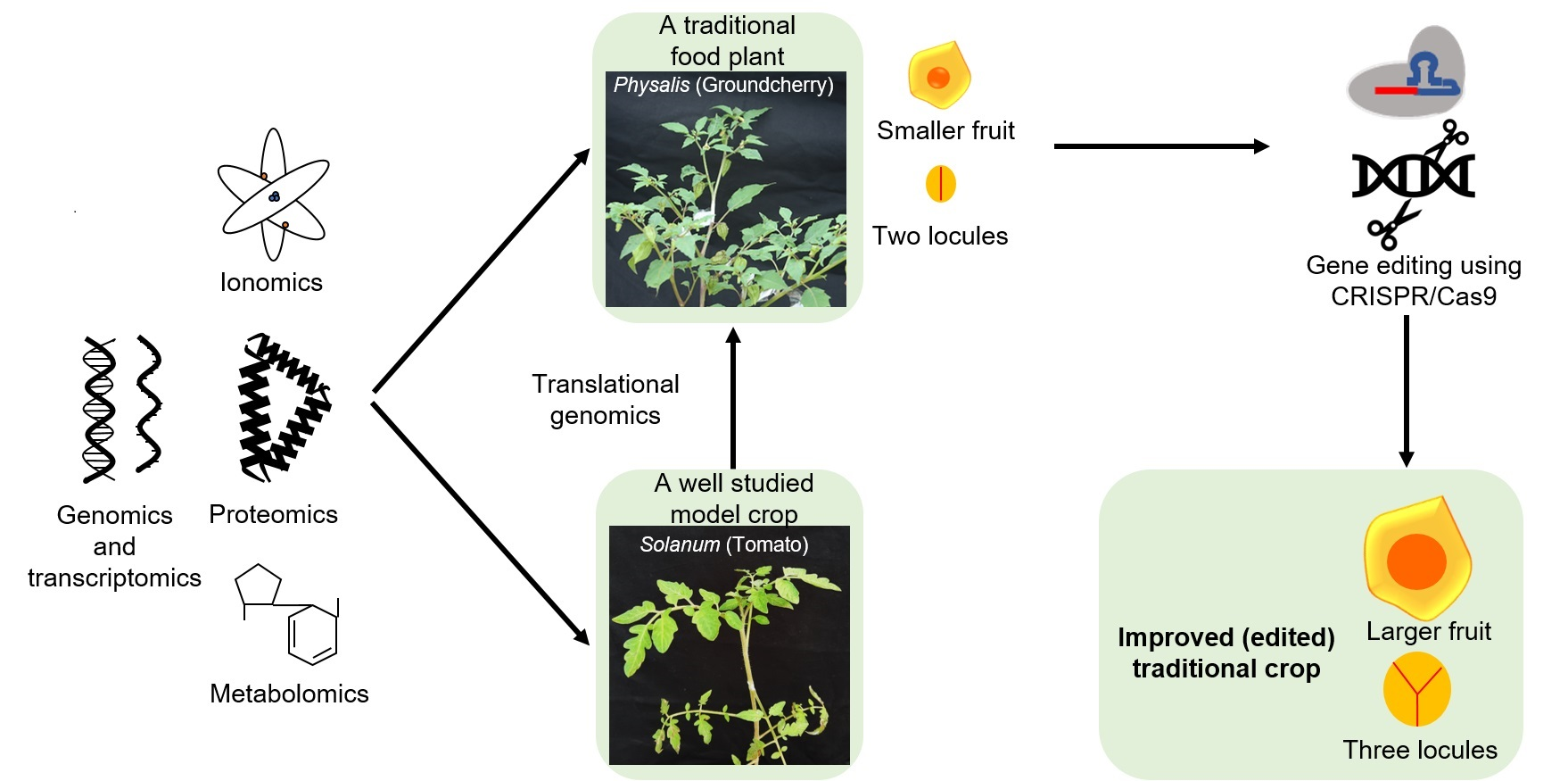 IJMS | Free Full-Text | Integrating Omics and Gene Editing Tools for Rapid  Improvement of Traditional Food Plants for Diversified and Sustainable Food  Security | HTML