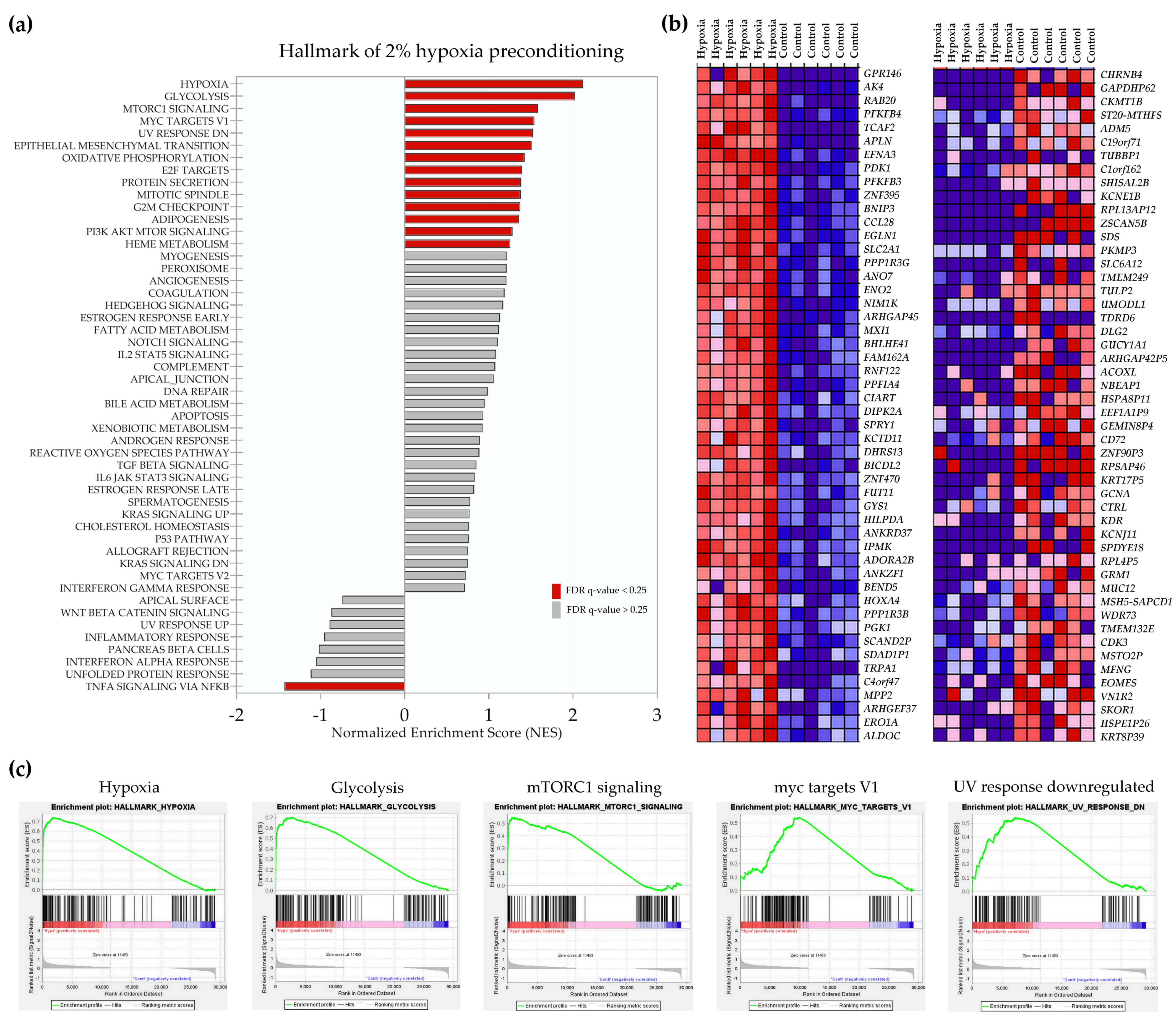 IJMS | Free Full-Text | Gene Expression Profile of Human Mesenchymal  Stromal Cells Exposed to Hypoxic and Pseudohypoxic Preconditioning—An  Analysis by RNA Sequencing