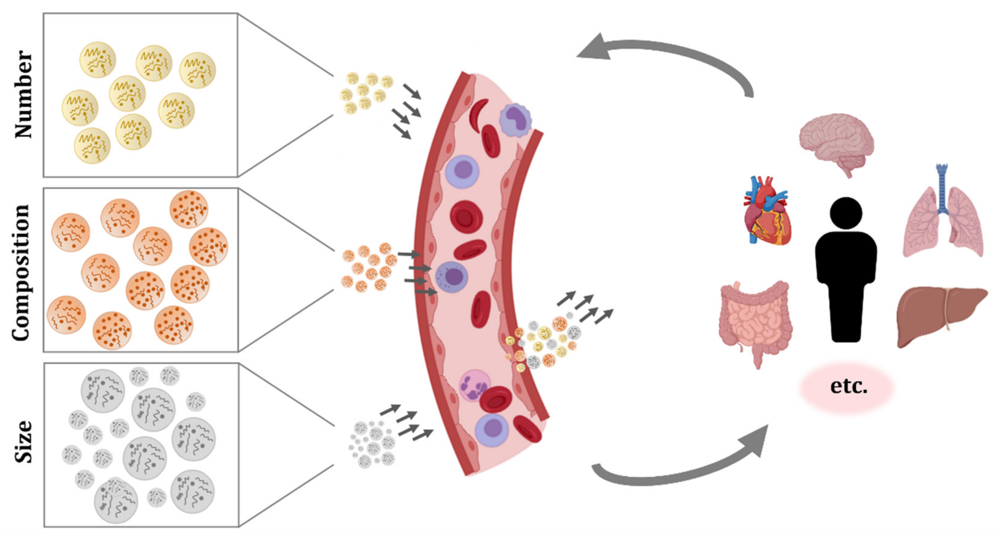 In Vivo Real-Time Imaging of Extracellular Vesicles in Liver