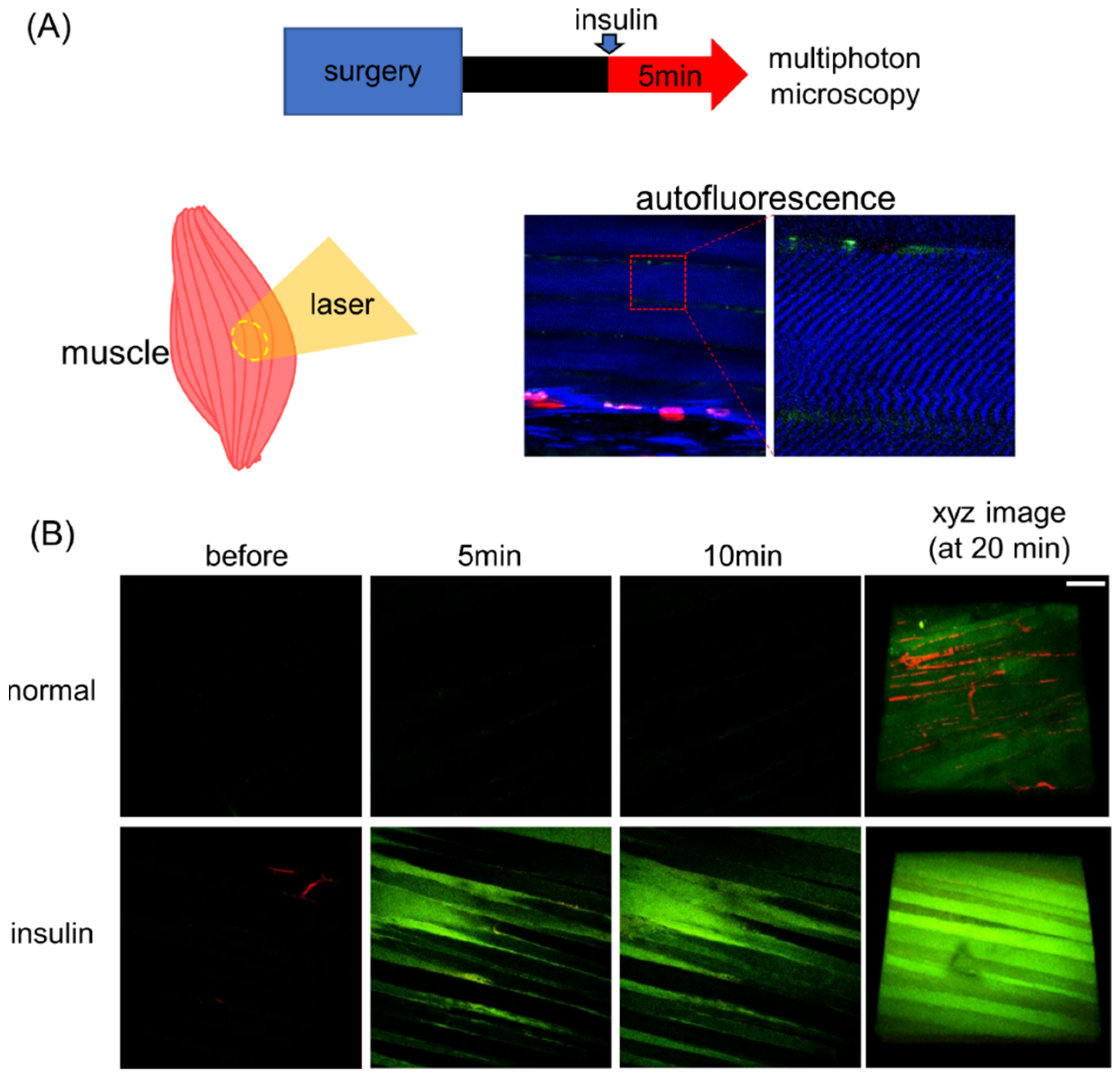 Ijms 22 08169 g001 Ijms 22 08169 g001