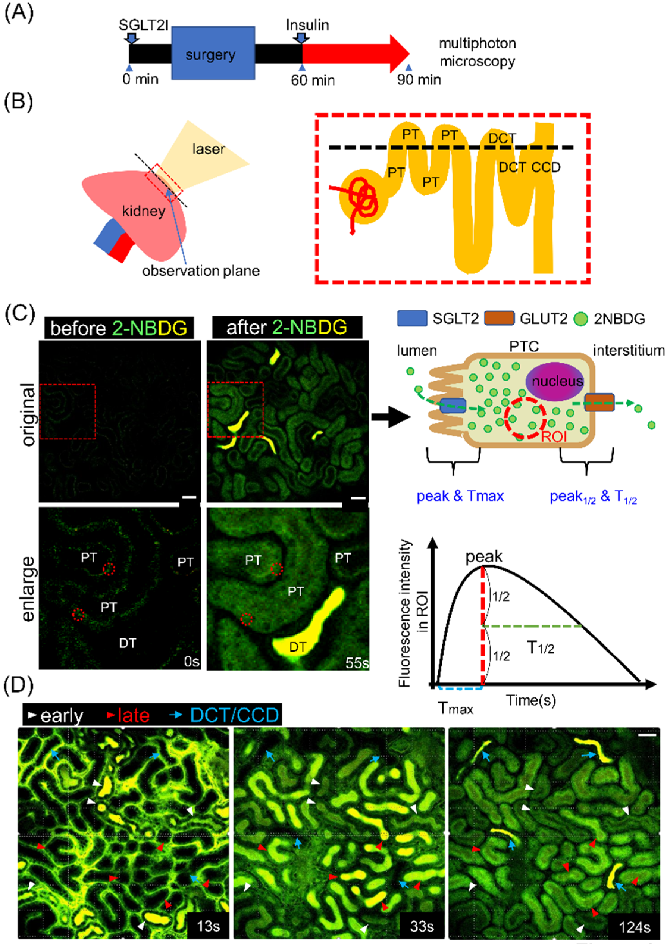 Ijms 22 08169 g002 Ijms 22 08169 g002