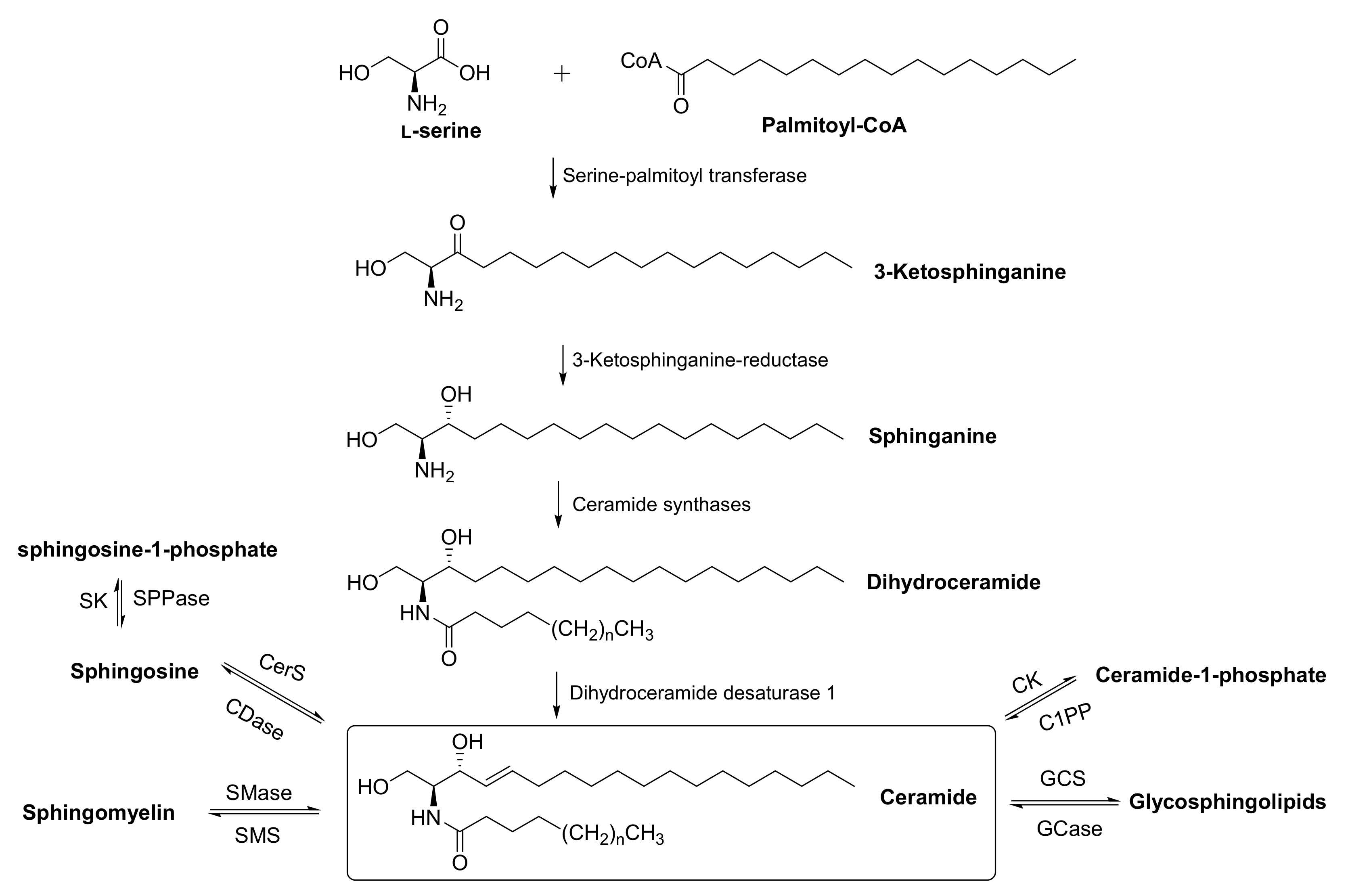 IJMS | Free Full-Text | Stereoselective Synthesis of Novel Sphingoid ...