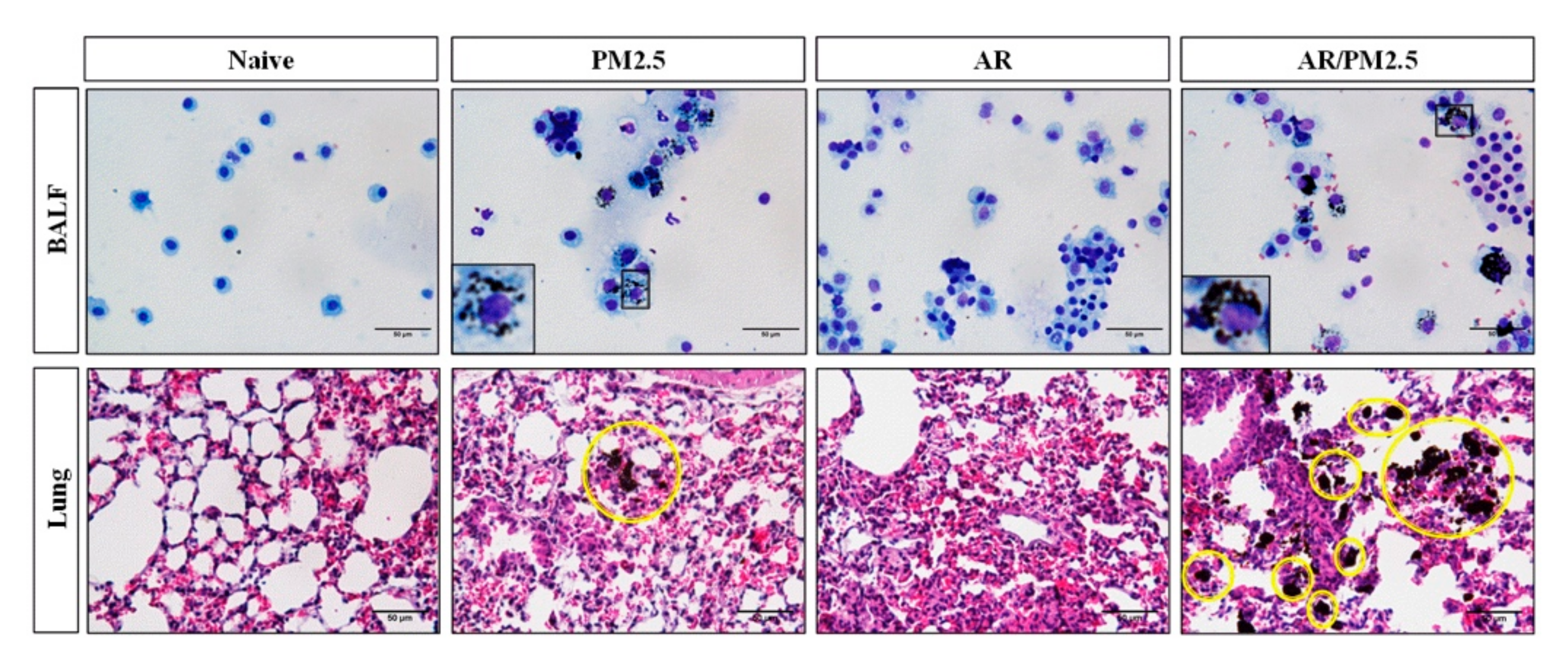 Ijms 22 08173 g004 Ijms 22 08173 g004