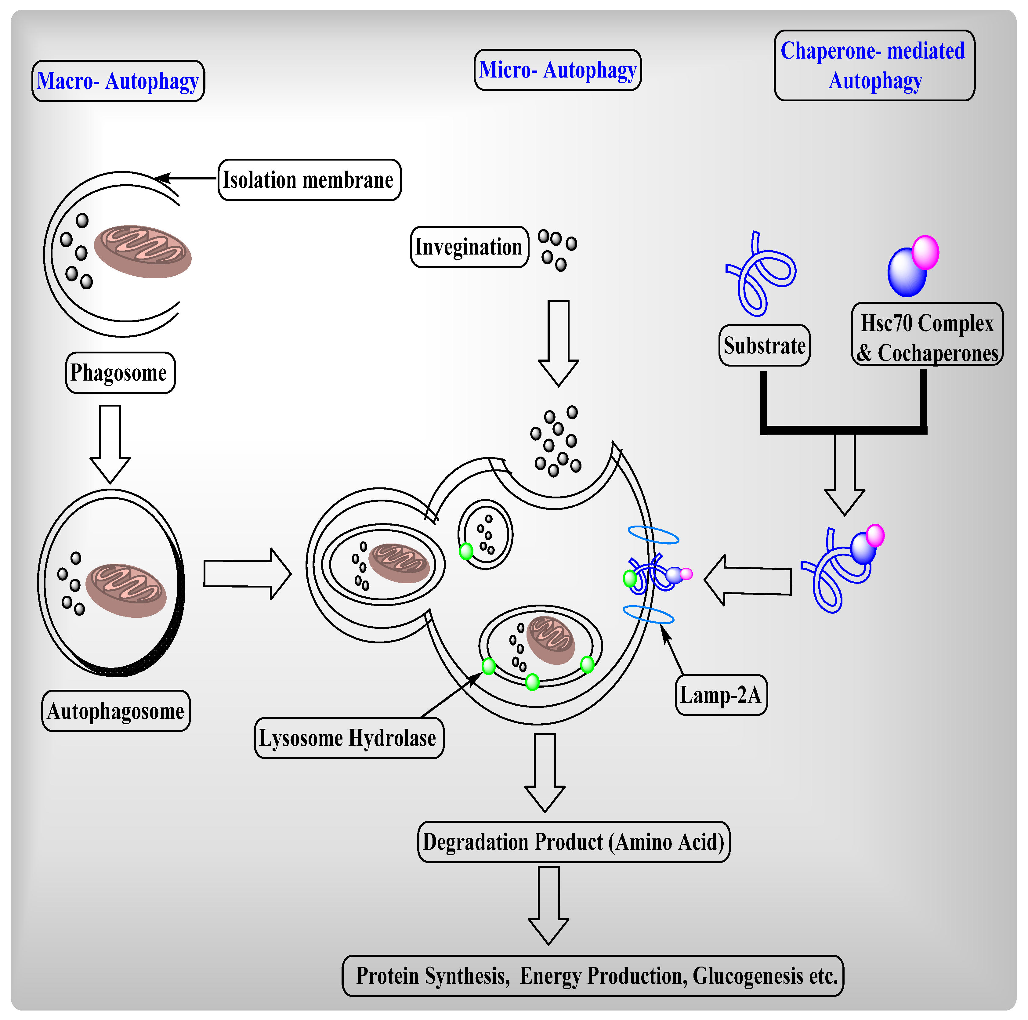 Ijms 22 08180 g002 Ijms 22 08180 g002