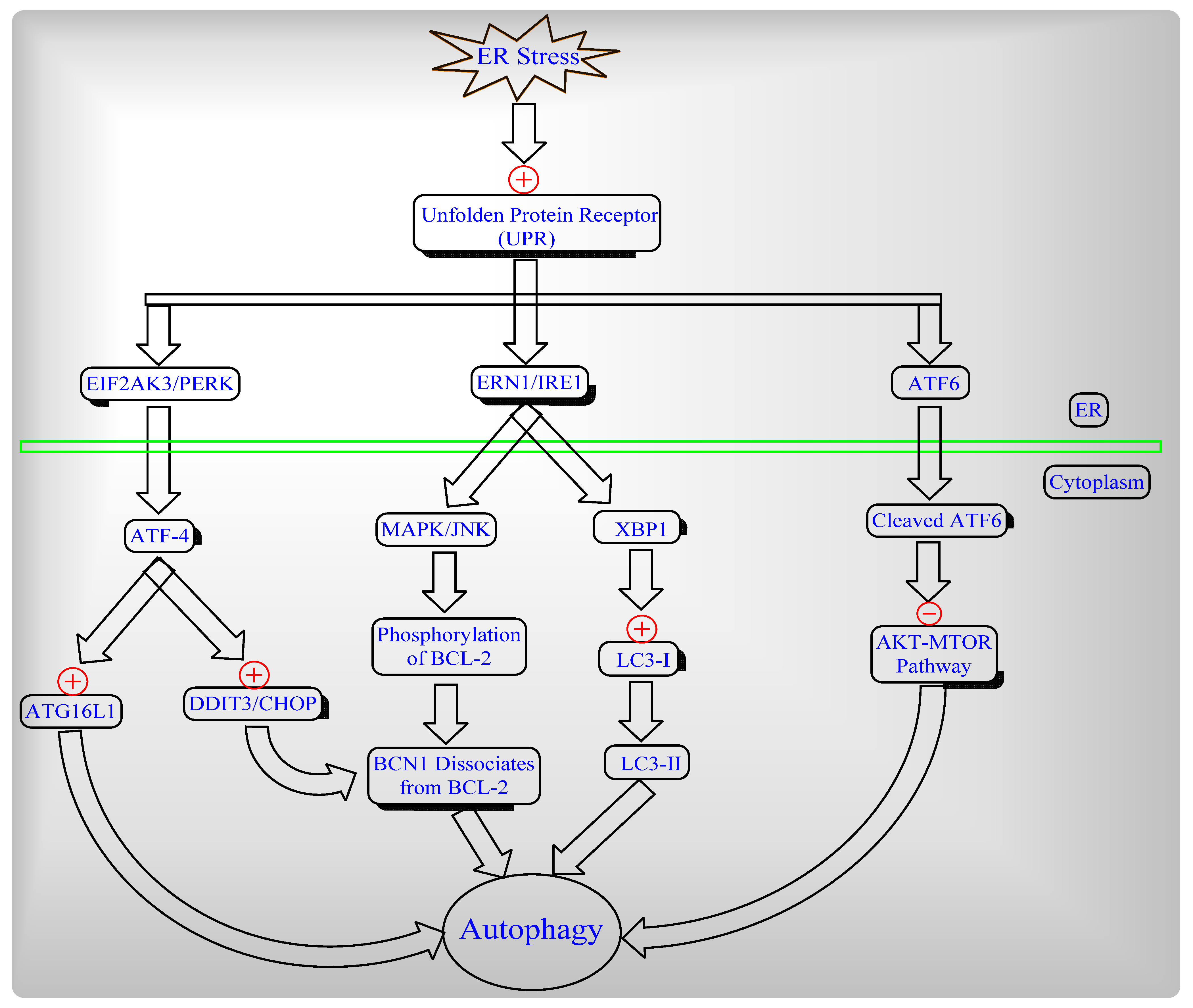 Ijms 22 08180 g003 Ijms 22 08180 g003