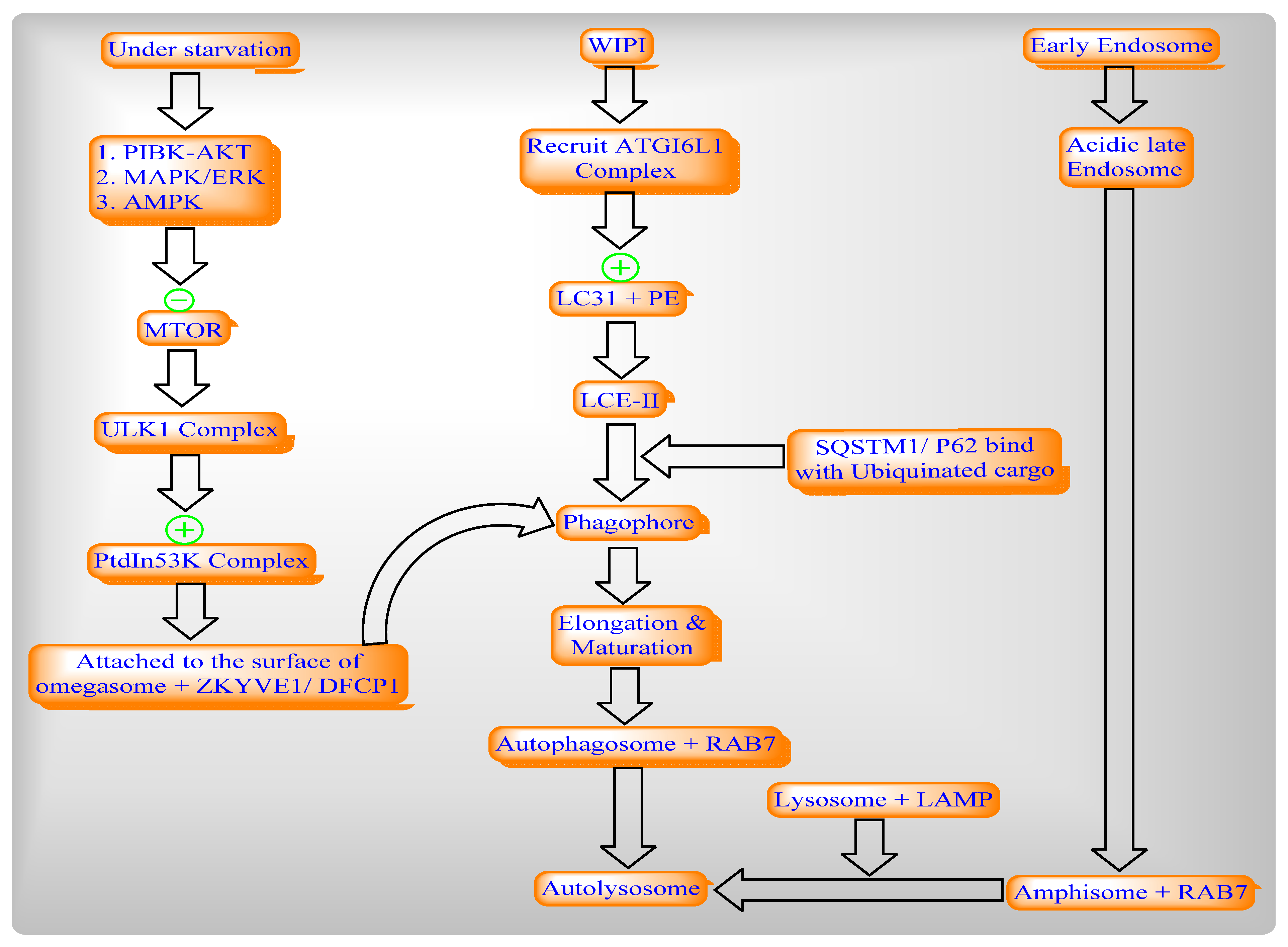 Ijms 22 08180 g004 Ijms 22 08180 g004