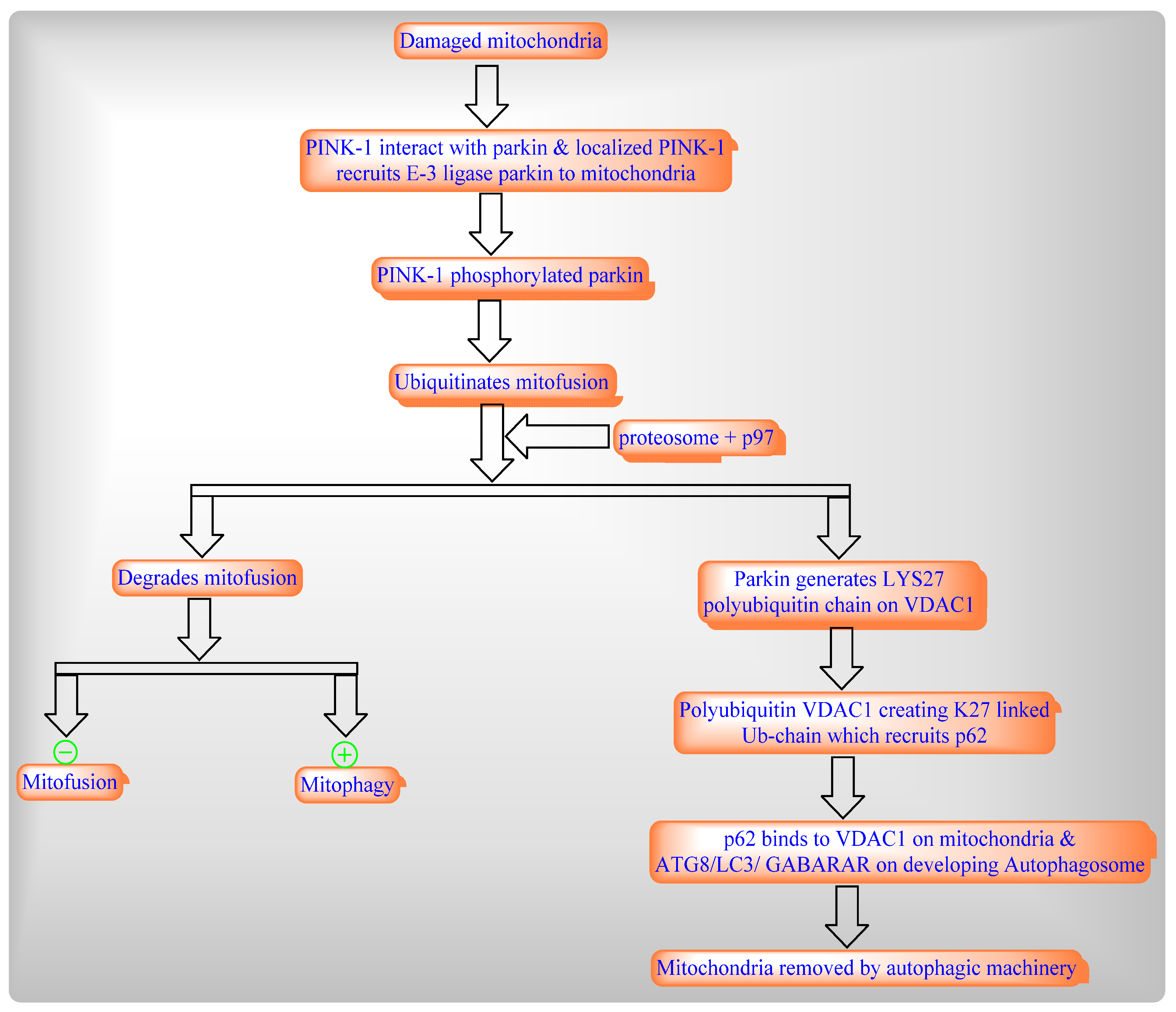 Ijms 22 08180 g005 Ijms 22 08180 g005