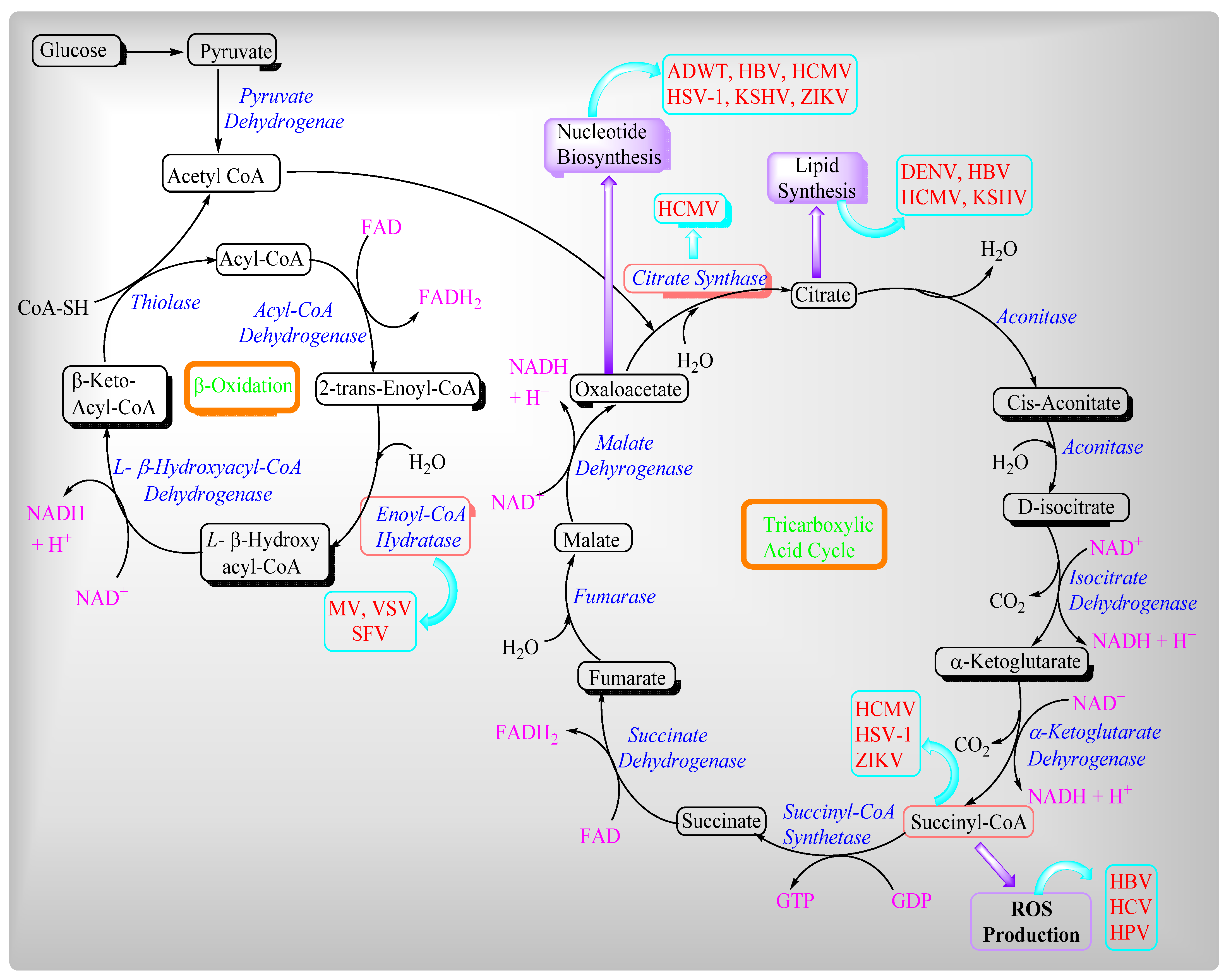 Ijms 22 08180 g008 Ijms 22 08180 g008