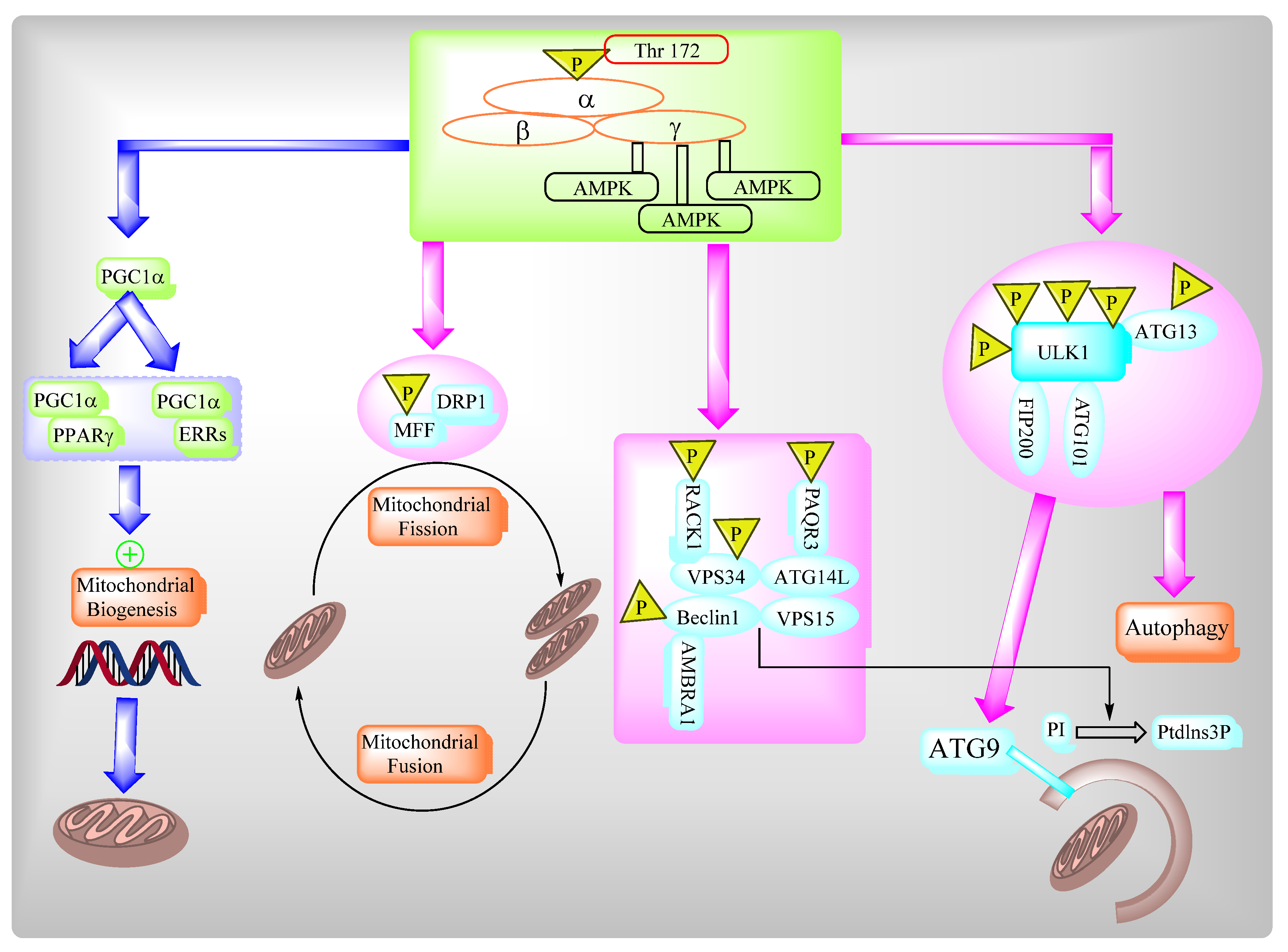 Ijms 22 08180 g009 Ijms 22 08180 g009