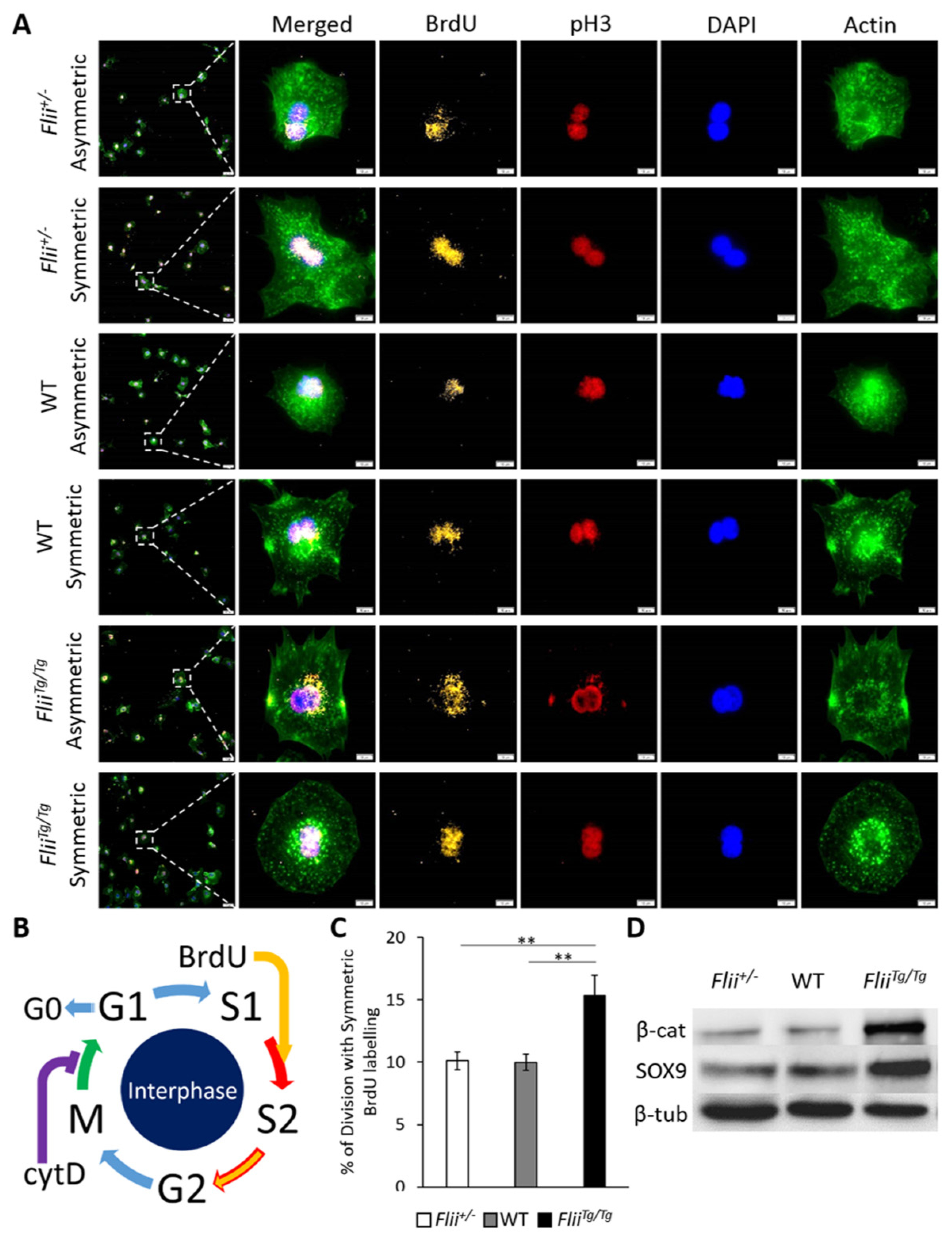 Ijms 22 08235 g001 Ijms 22 08235 g001