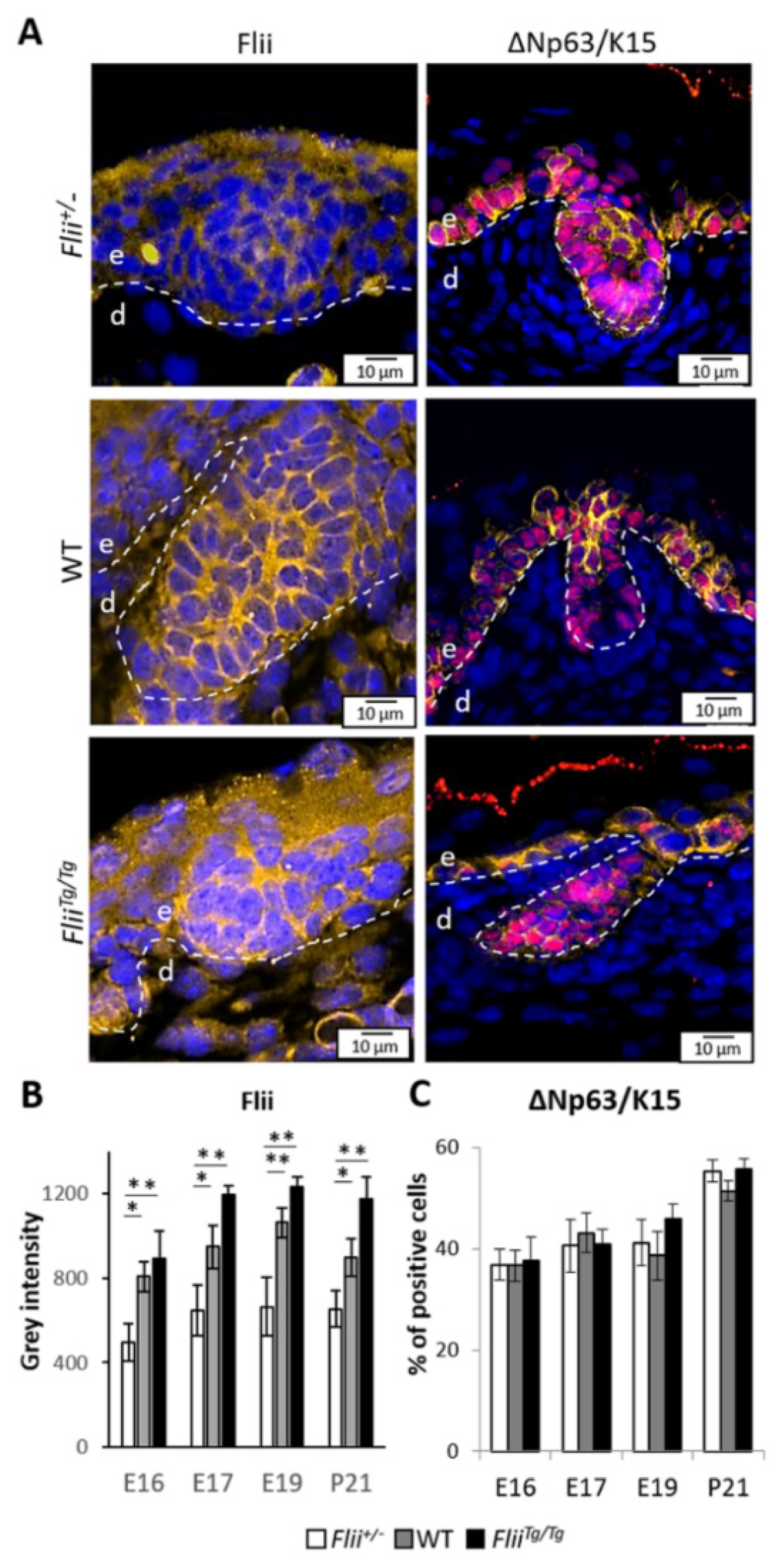 Ijms 22 08235 g002 Ijms 22 08235 g002