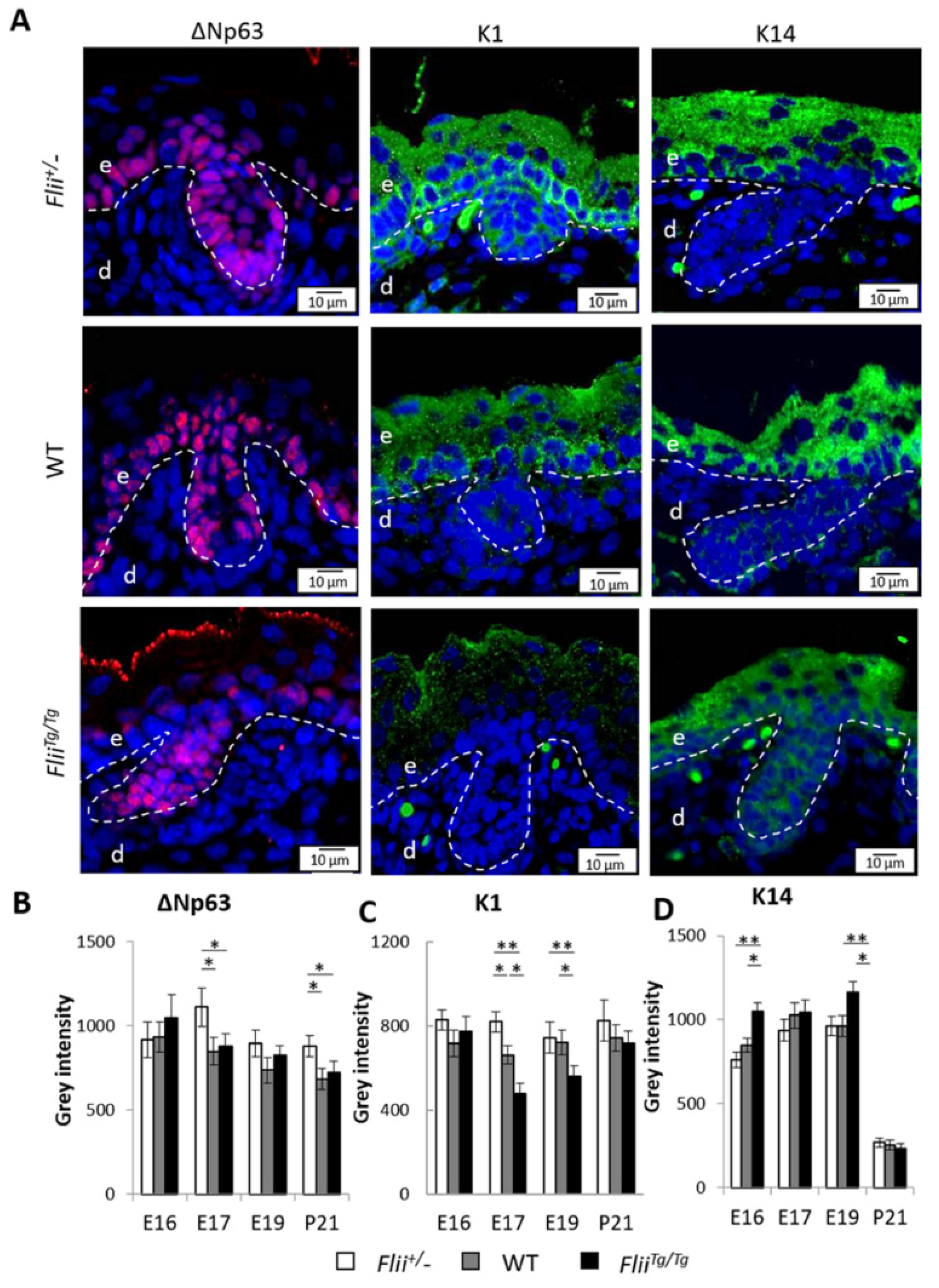 Ijms 22 08235 g007 Ijms 22 08235 g007