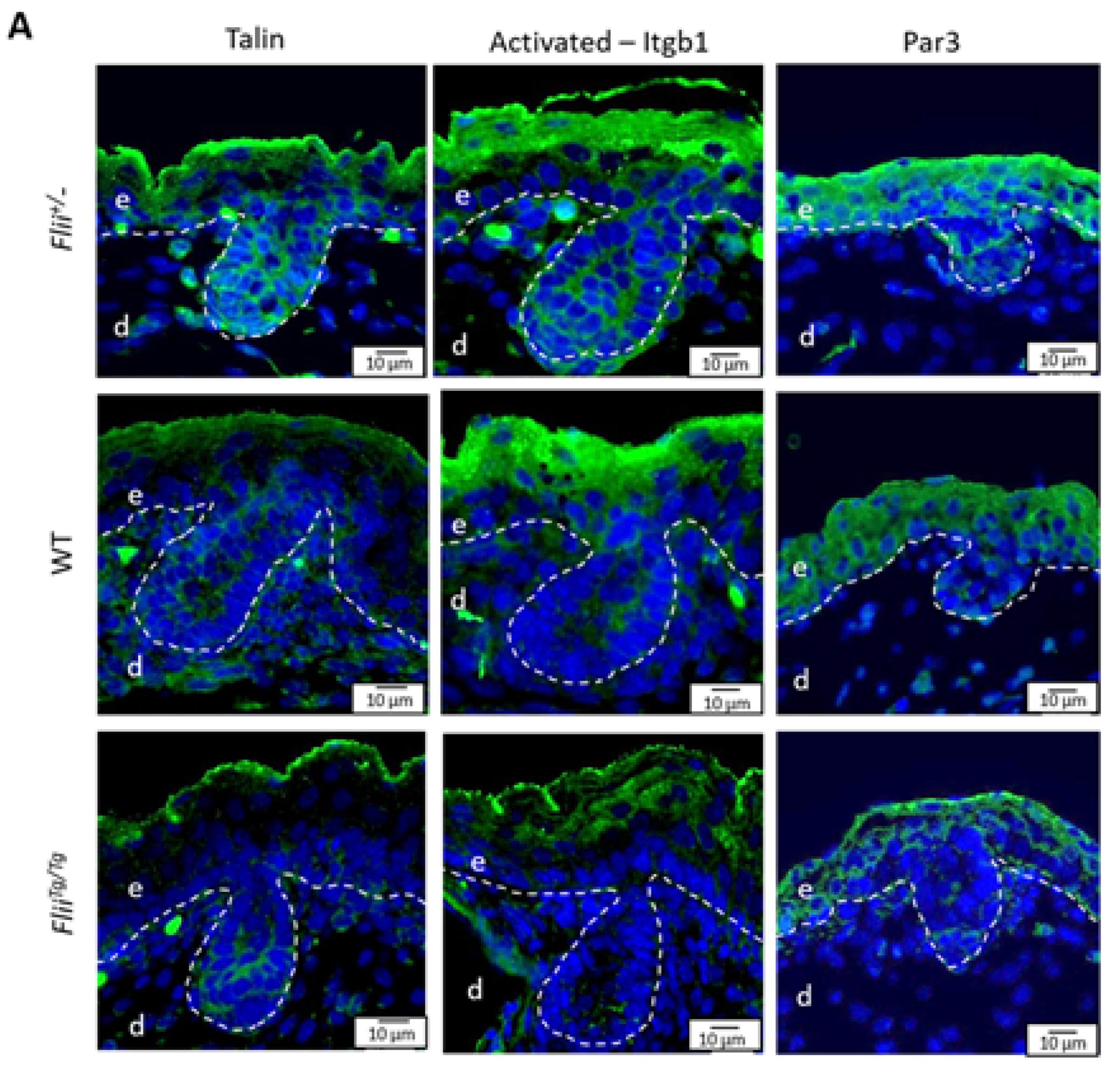 Ijms 22 08235 g008a Ijms 22 08235 g008a
