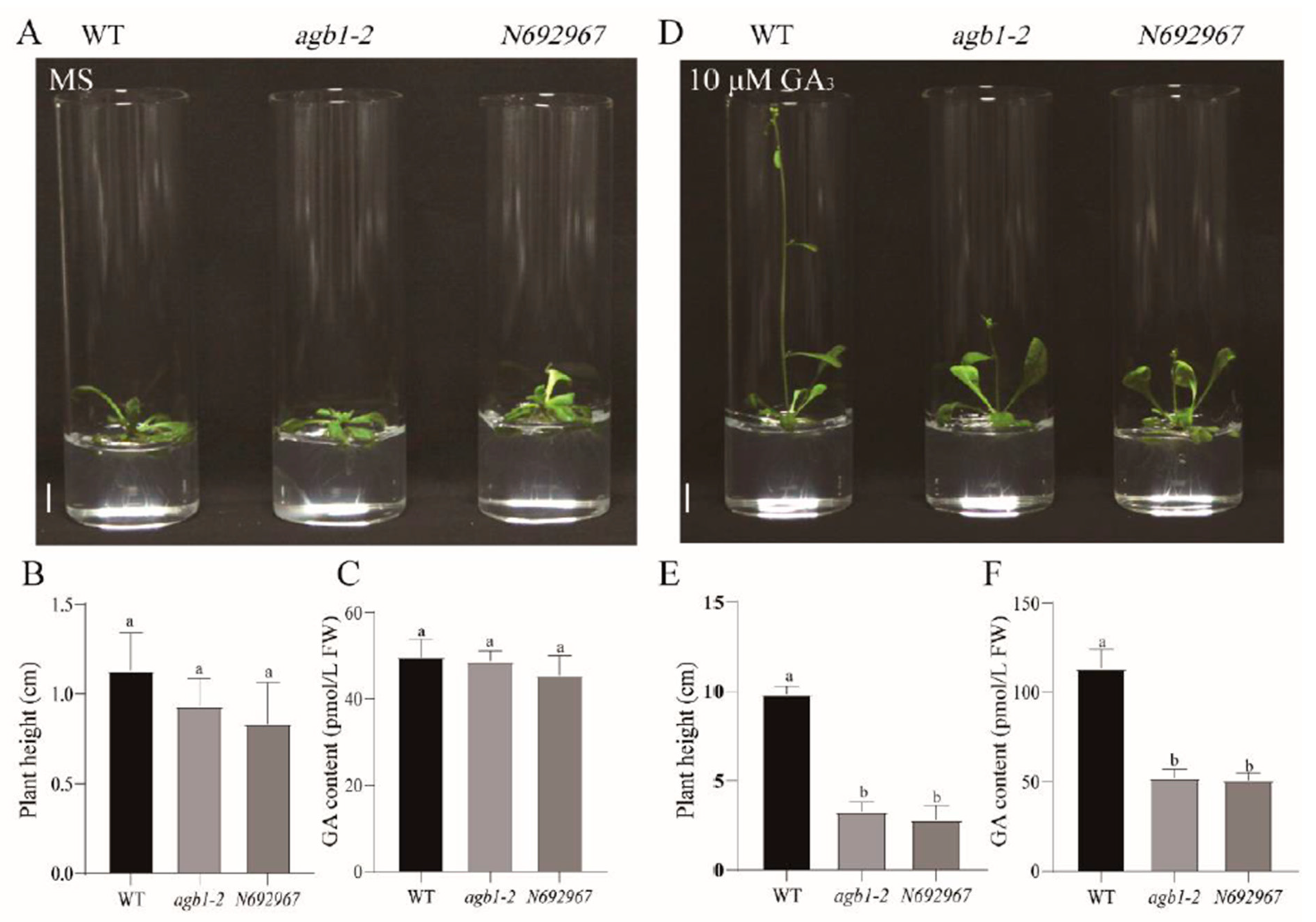 Ijms 22 08270 g001 Ijms 22 08270 g001