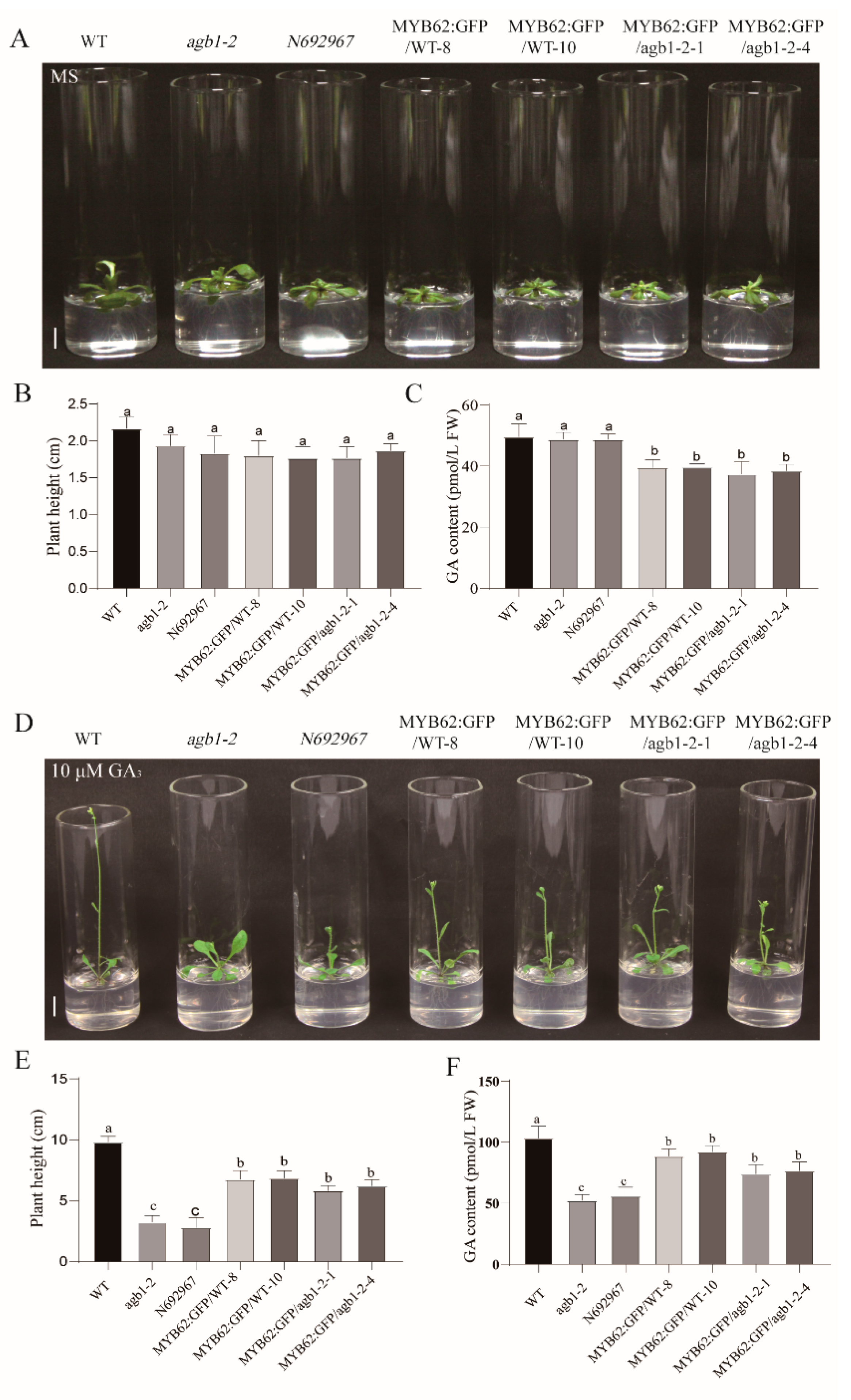 Ijms 22 08270 g004 Ijms 22 08270 g004
