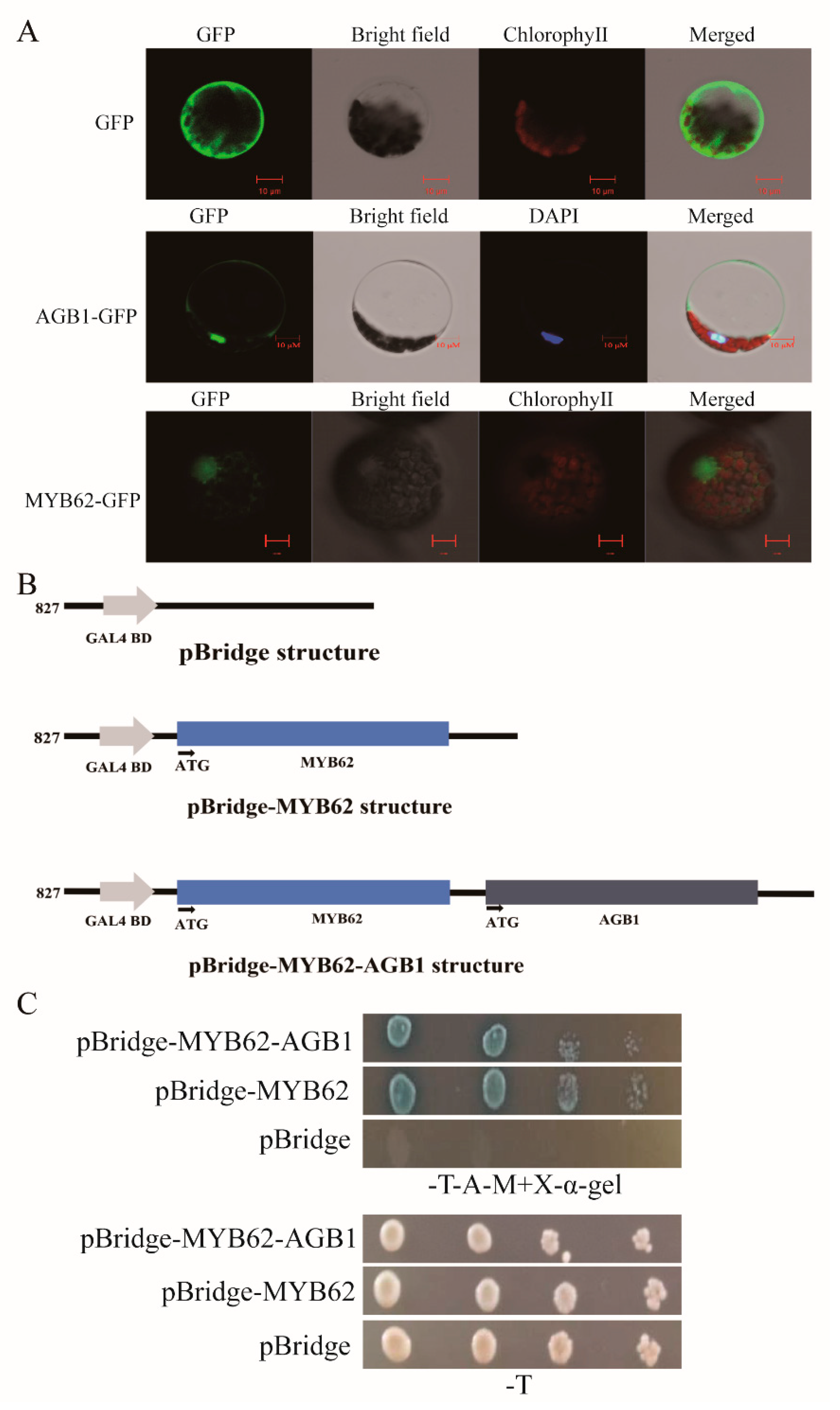 Ijms 22 08270 g005 Ijms 22 08270 g005