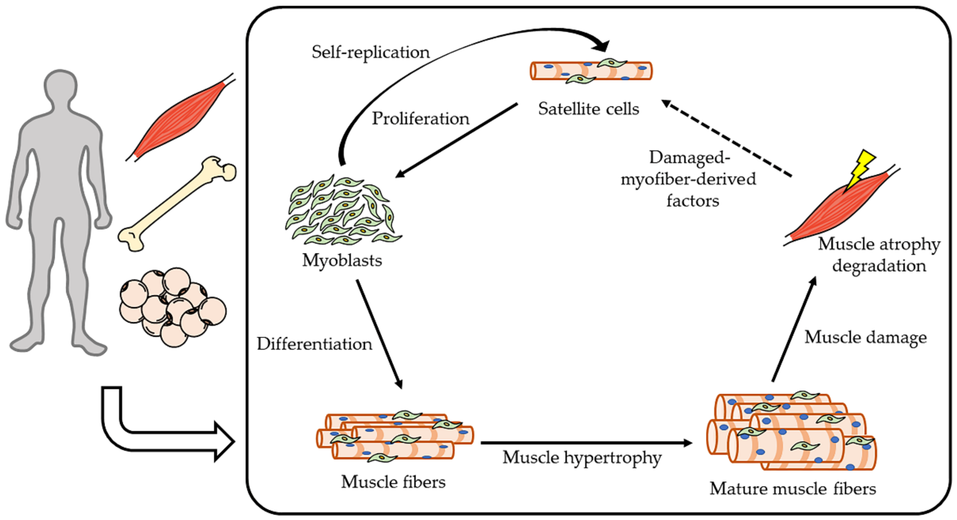 IJMS | Free Full-Text | Natural Compounds Attenuate Denervation-Induced ...