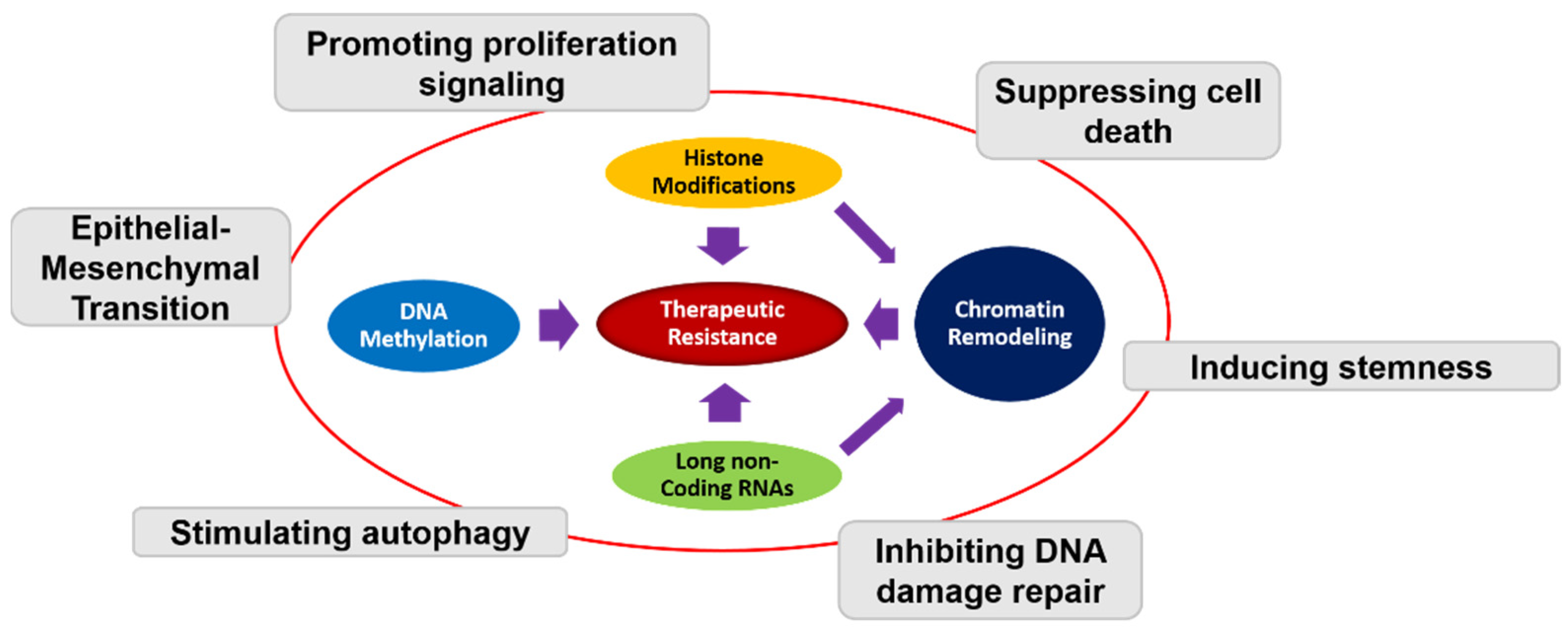 Ijms Free Full Text The Impact Of Epigenetic Modifications On Adaptive Resistance Evolution In Glioblastoma Html