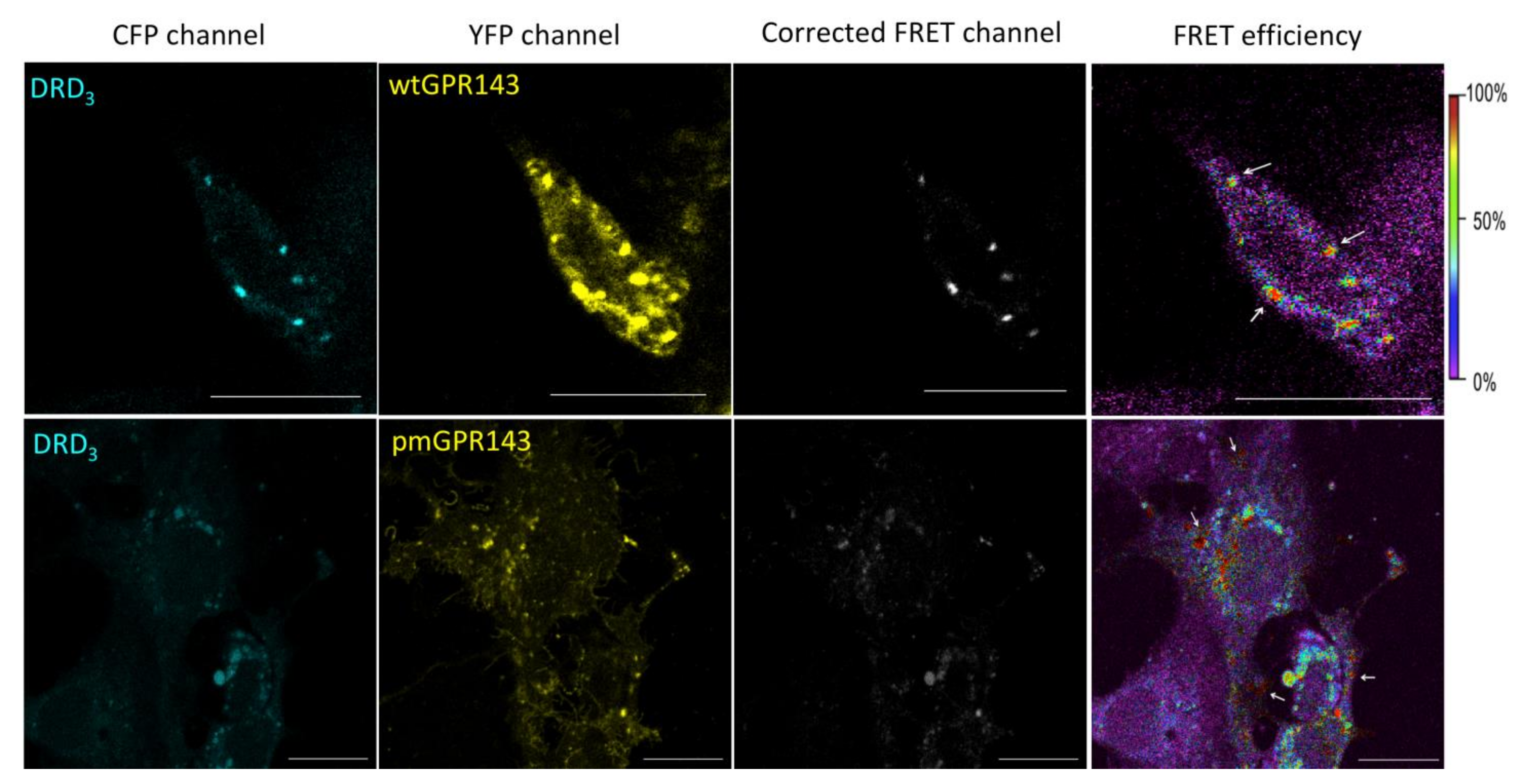 Ijms 22 08328 g002 Ijms 22 08328 g002
