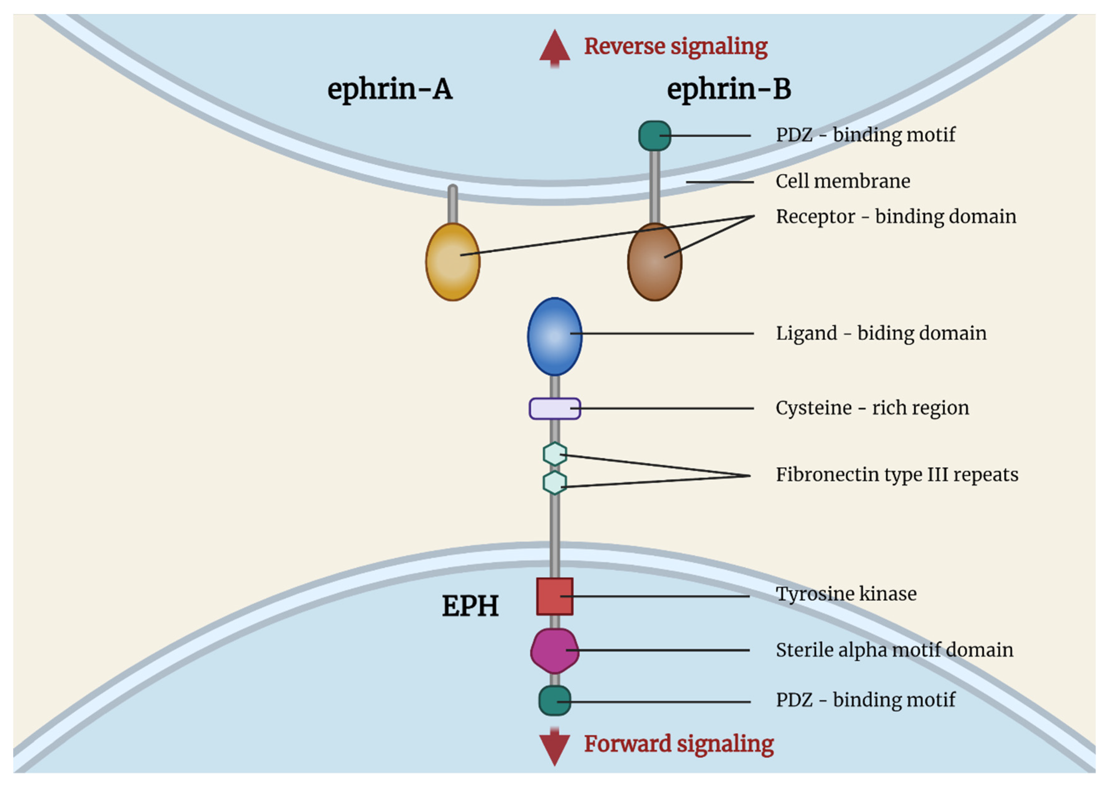 IJMS Free Full Text The Clinical Impact of the EPH Ephrin  