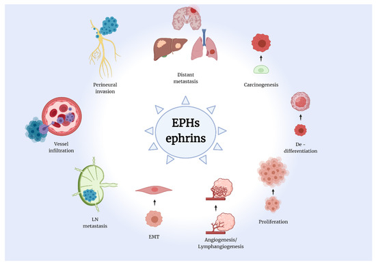 IJMS Free Full Text The Clinical Impact of the EPH Ephrin  