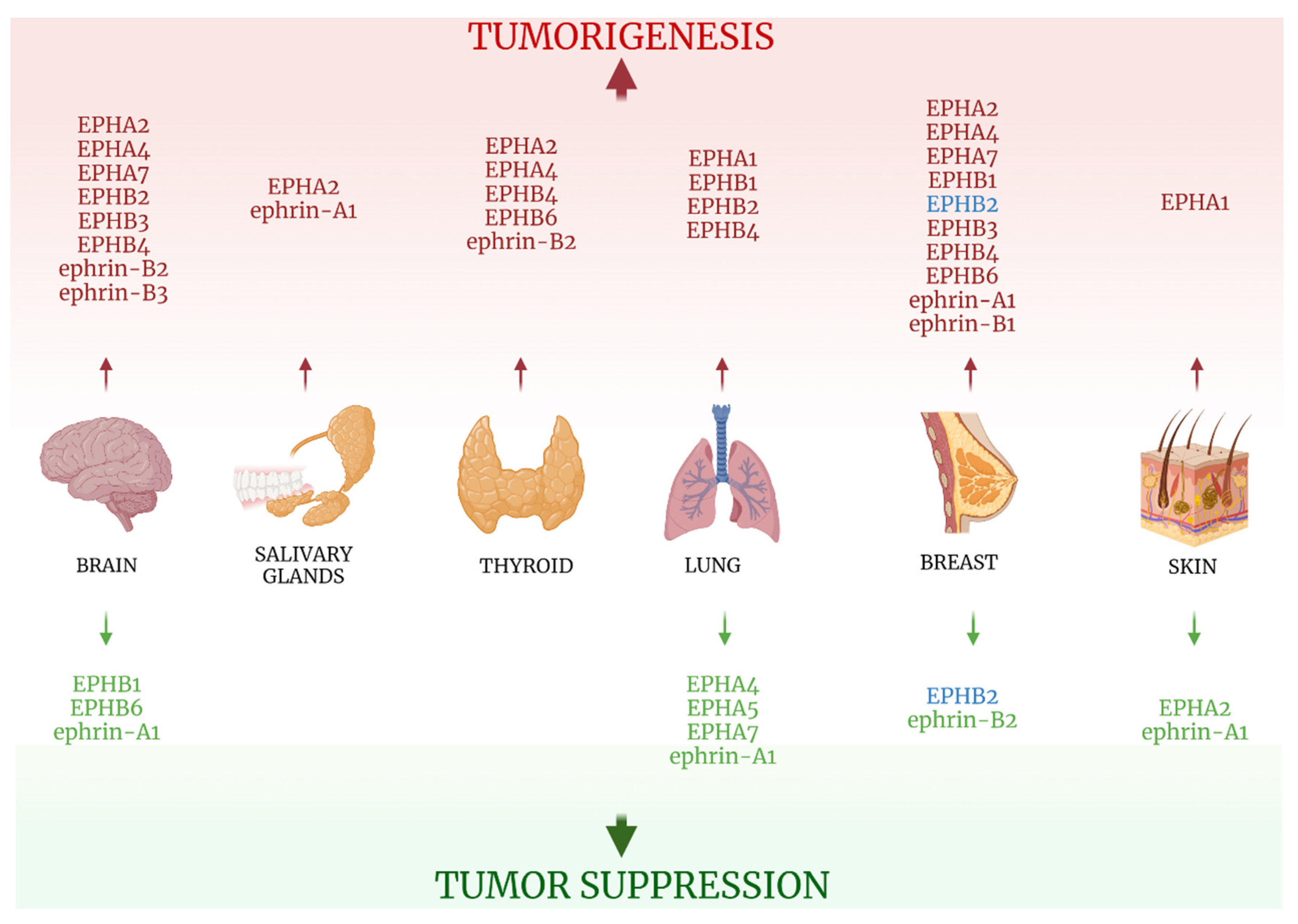 Ijms 22 08412 g003 Ijms 22 08412 g003