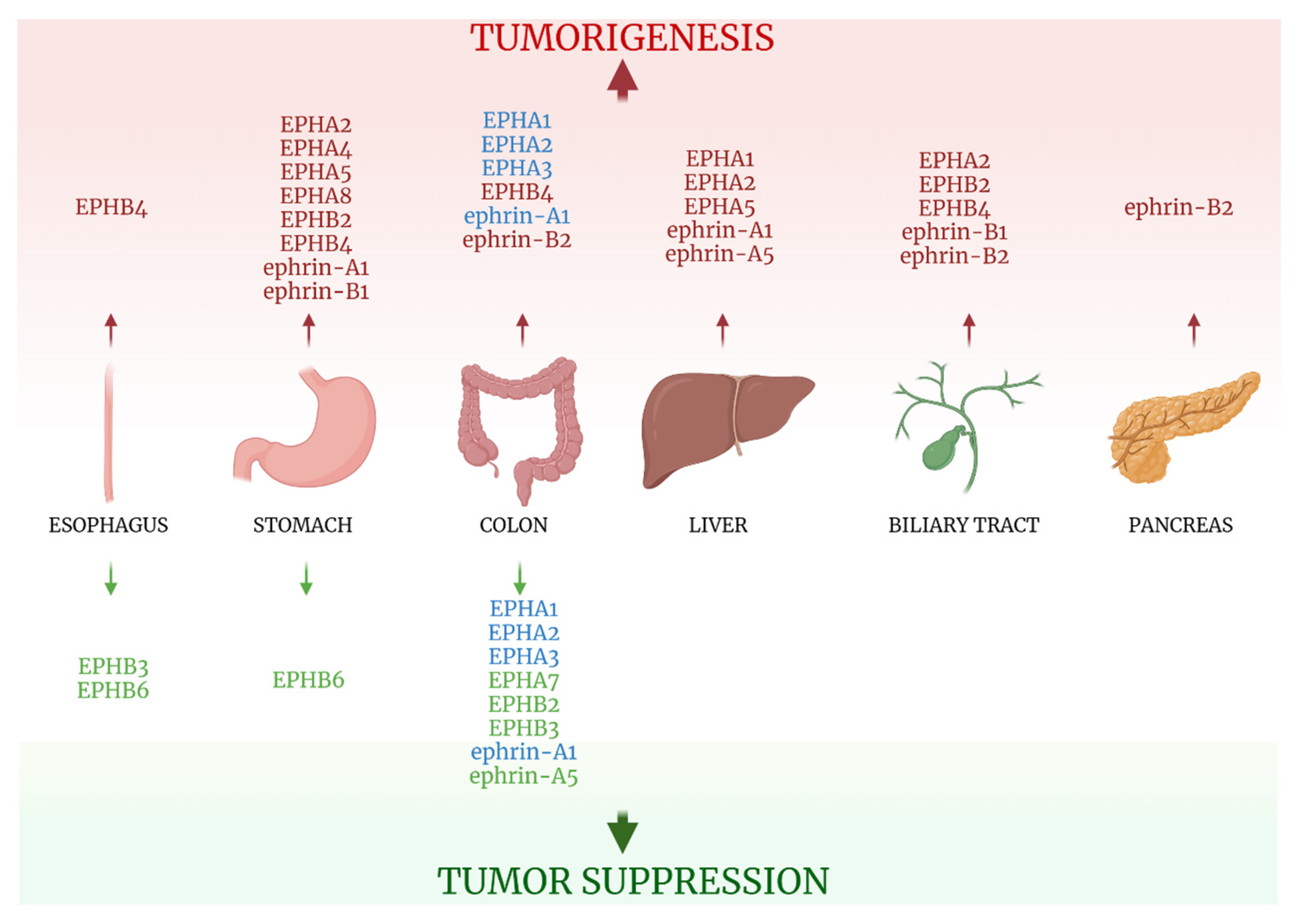 Ijms 22 08412 g004 Ijms 22 08412 g004