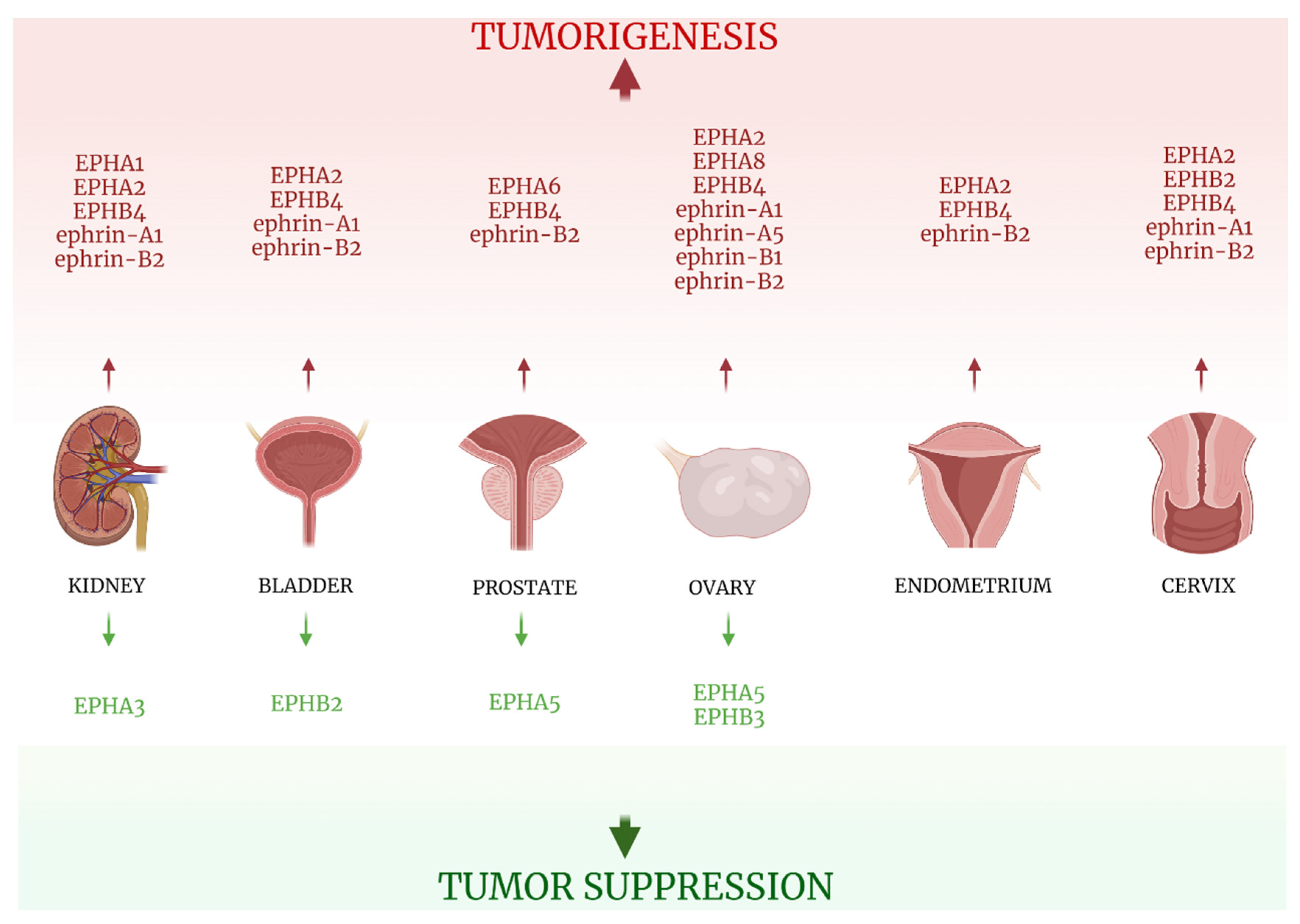 Ijms 22 08412 g005 Ijms 22 08412 g005