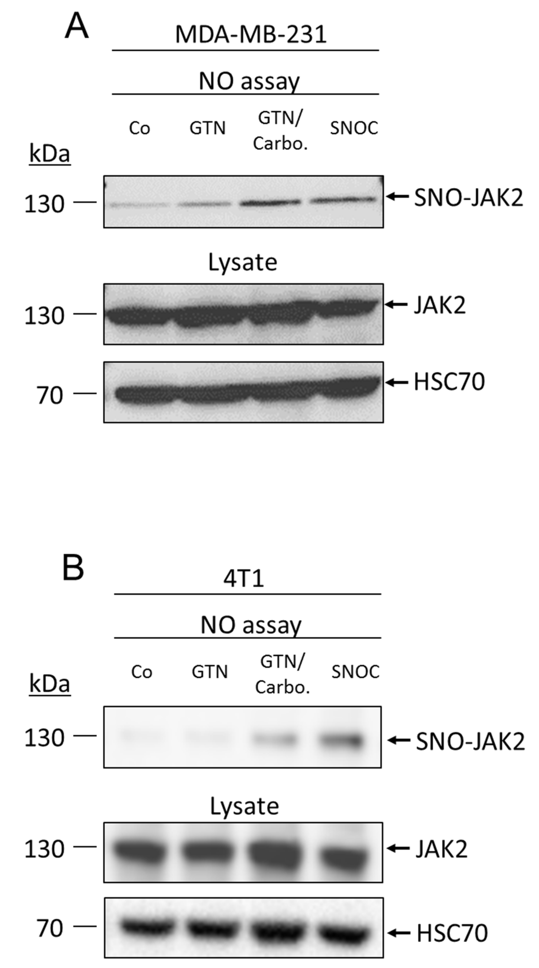 IJMS | Free Full-Text | Nitric Oxide-Releasing Drug Glyceryl Trinitrate  Targets JAK2/STAT3 Signaling, Migration and Invasion of Triple-Negative  Breast Cancer Cells | HTML