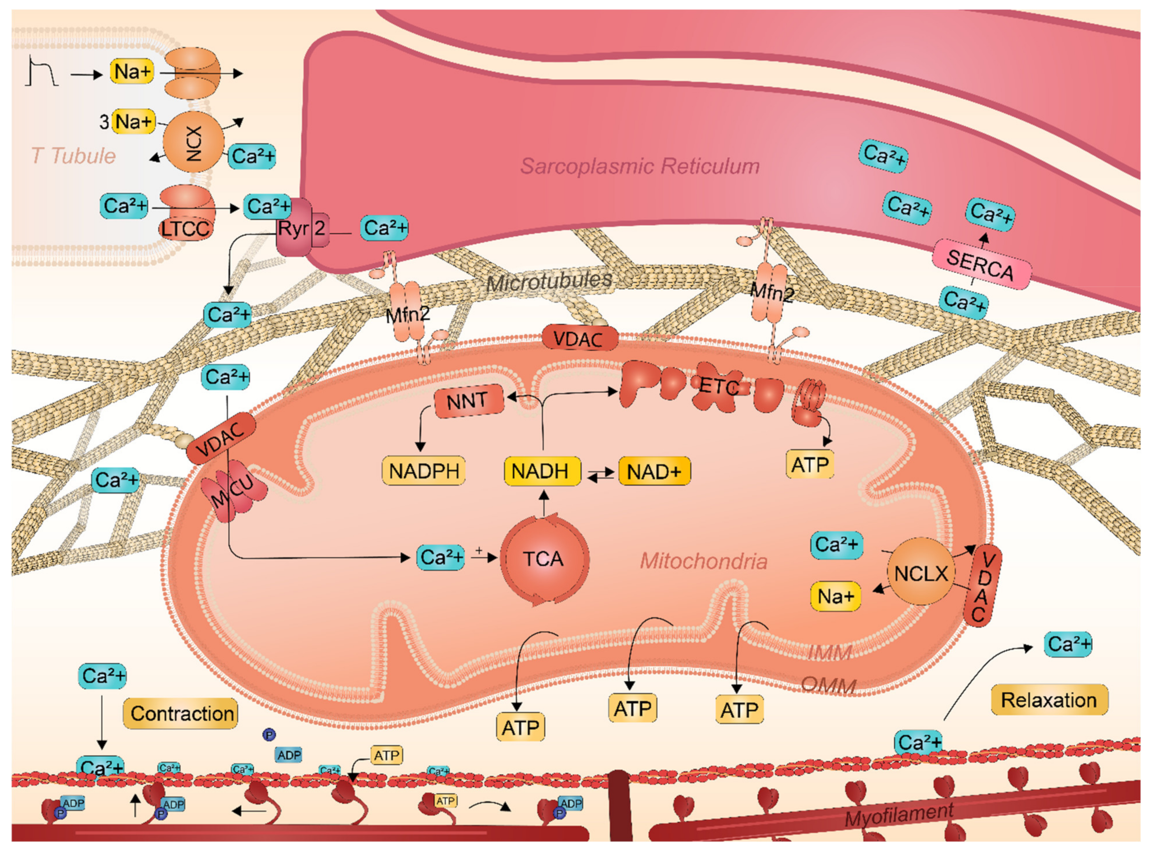 Ijms 22 08463 g002 Ijms 22 08463 g002